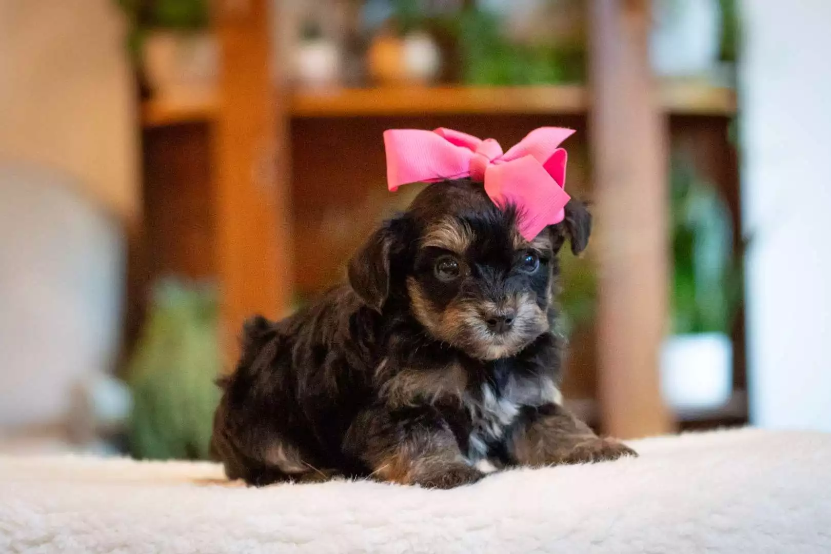 Lacey