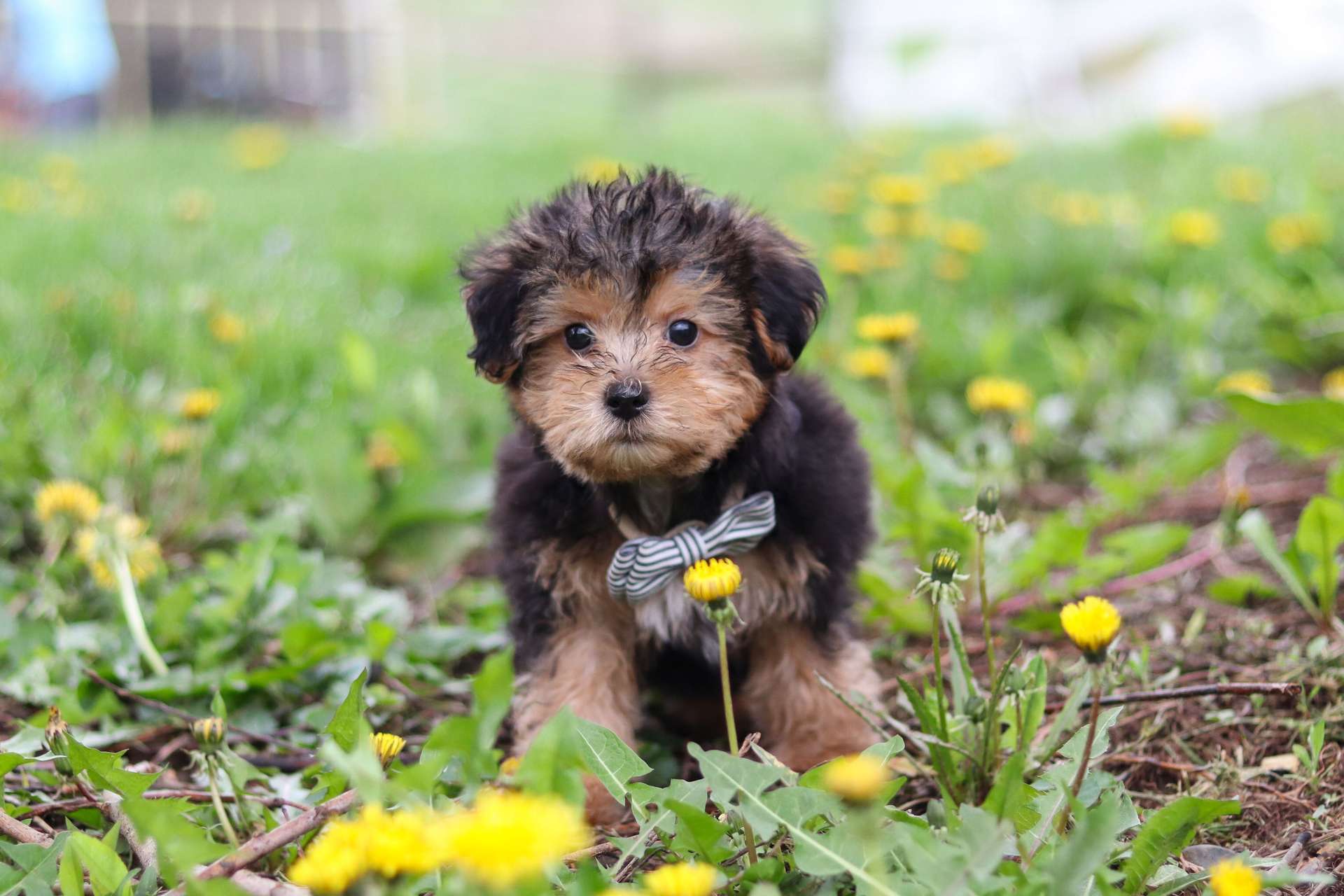 Rolo