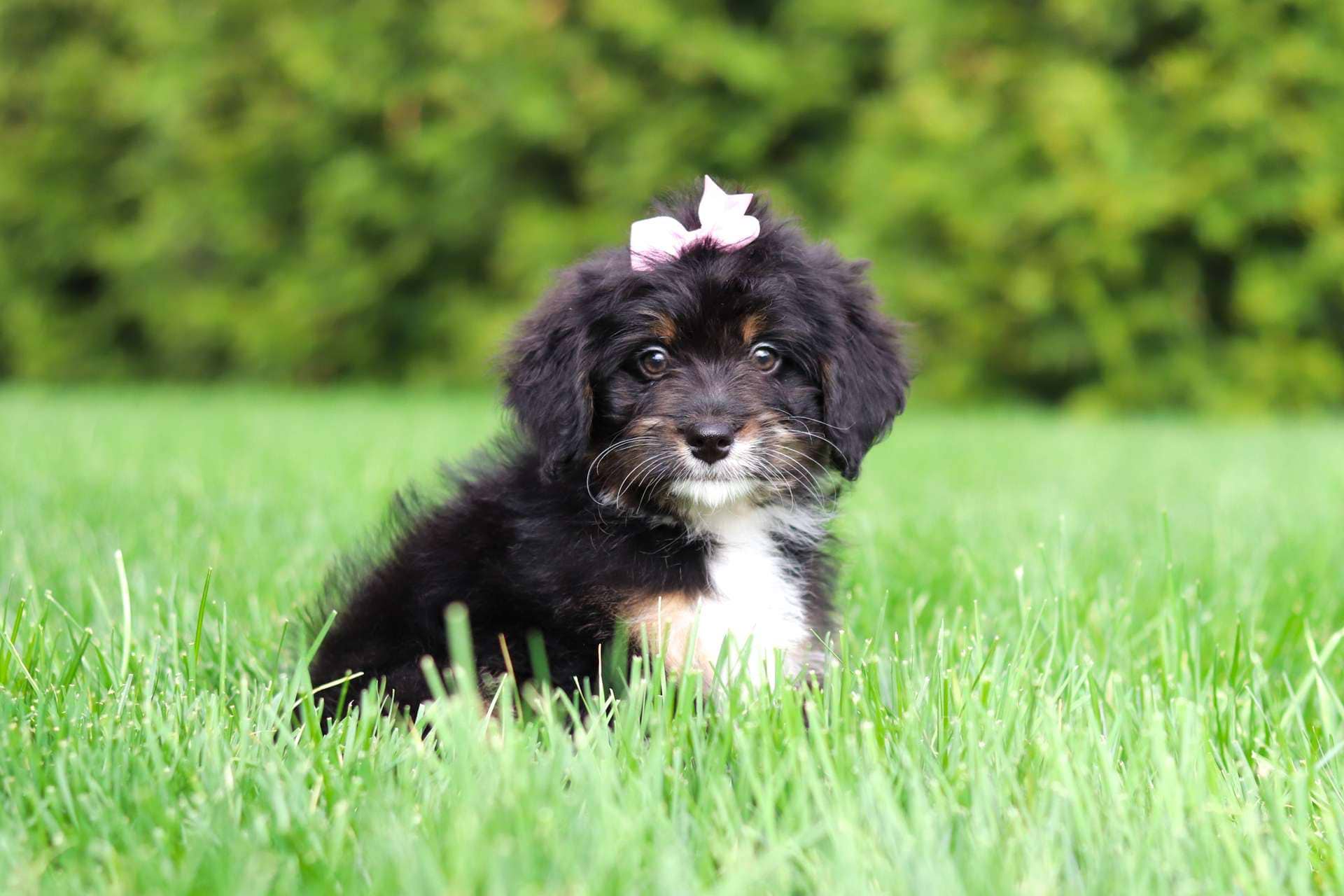 Harper