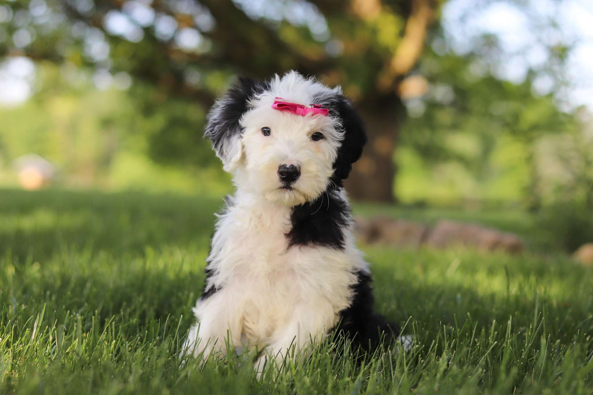Oreo