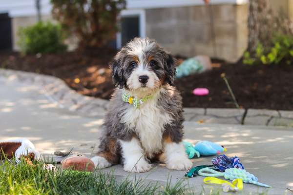 Fletcher (Pre-trained)