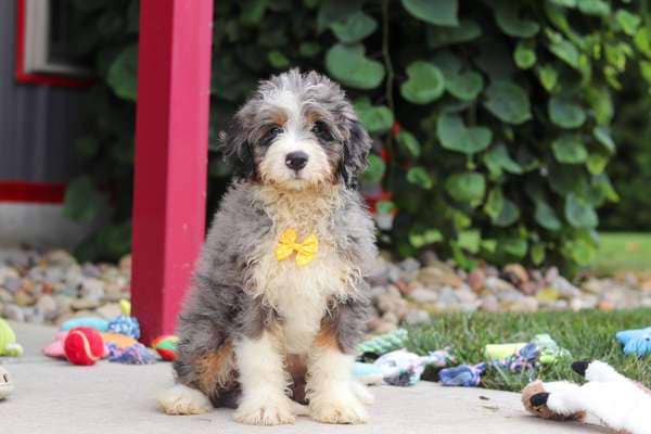 Male Bernedoodle named Fletcher (Pre-trained) at Crockett Doodles