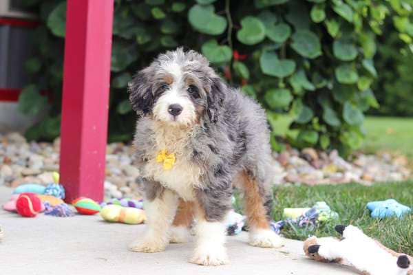 Fletcher (Pre-trained)
