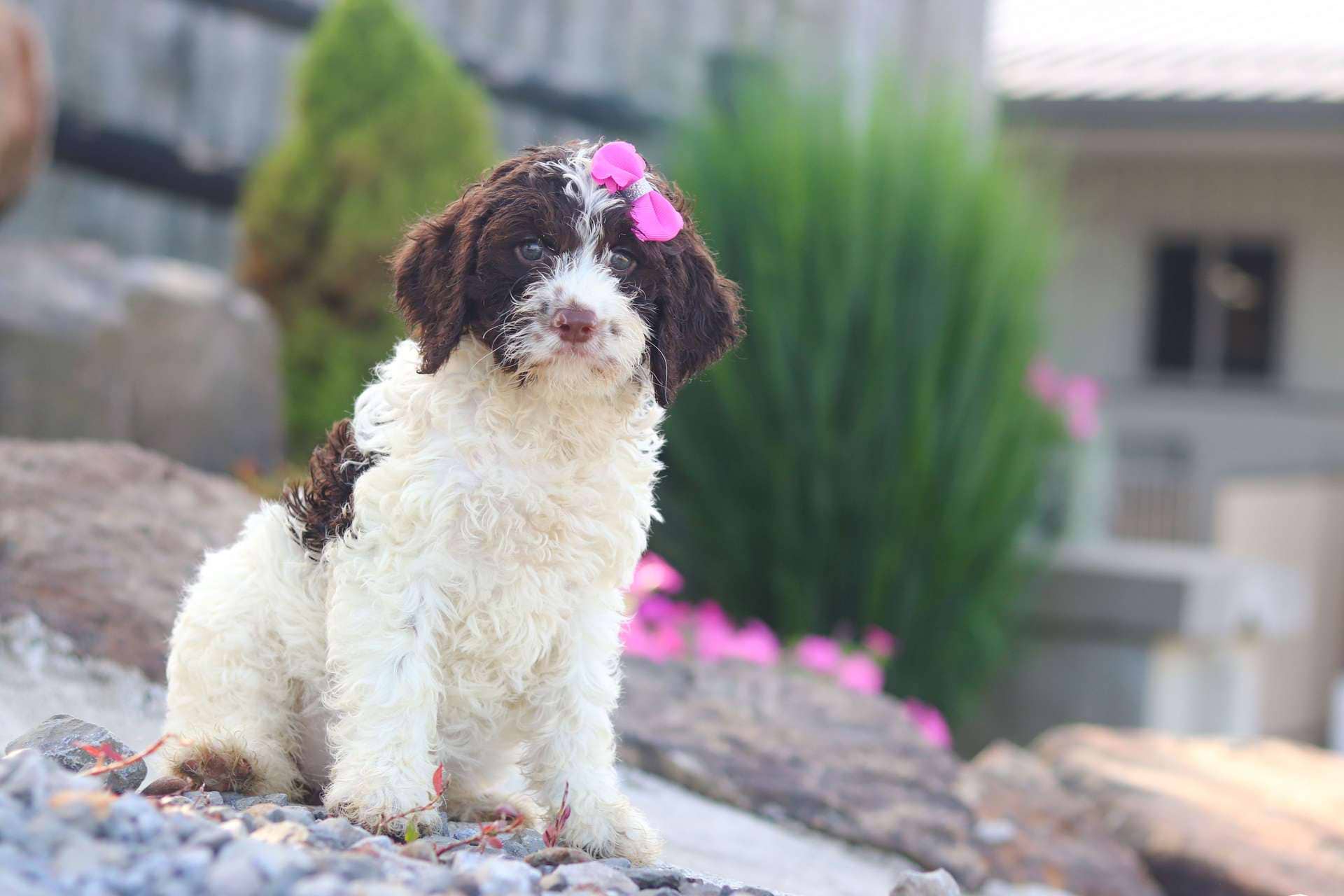 Godiva