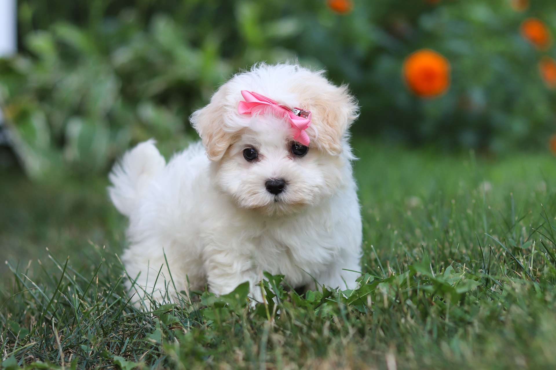Cream Puff