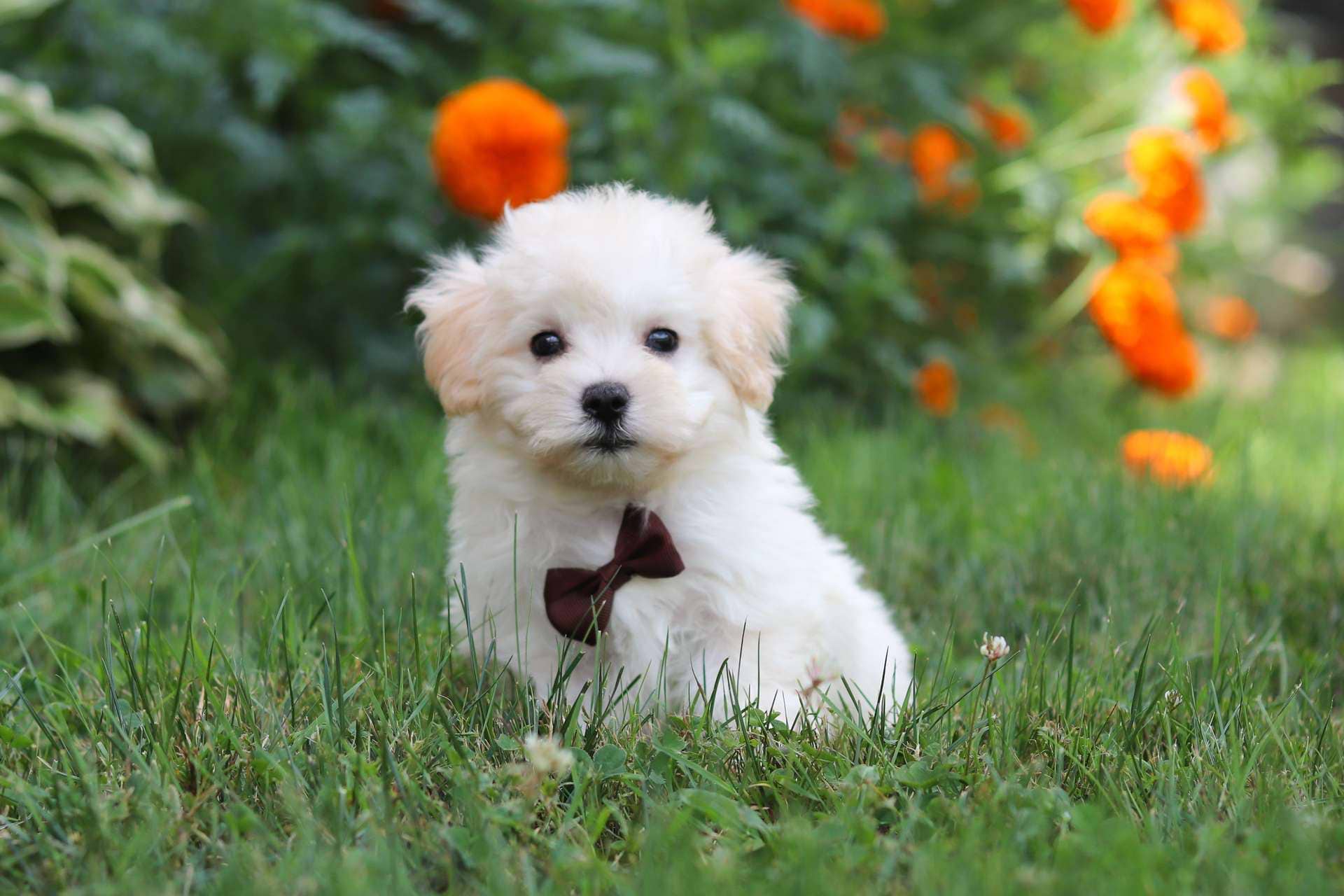 Cannoli