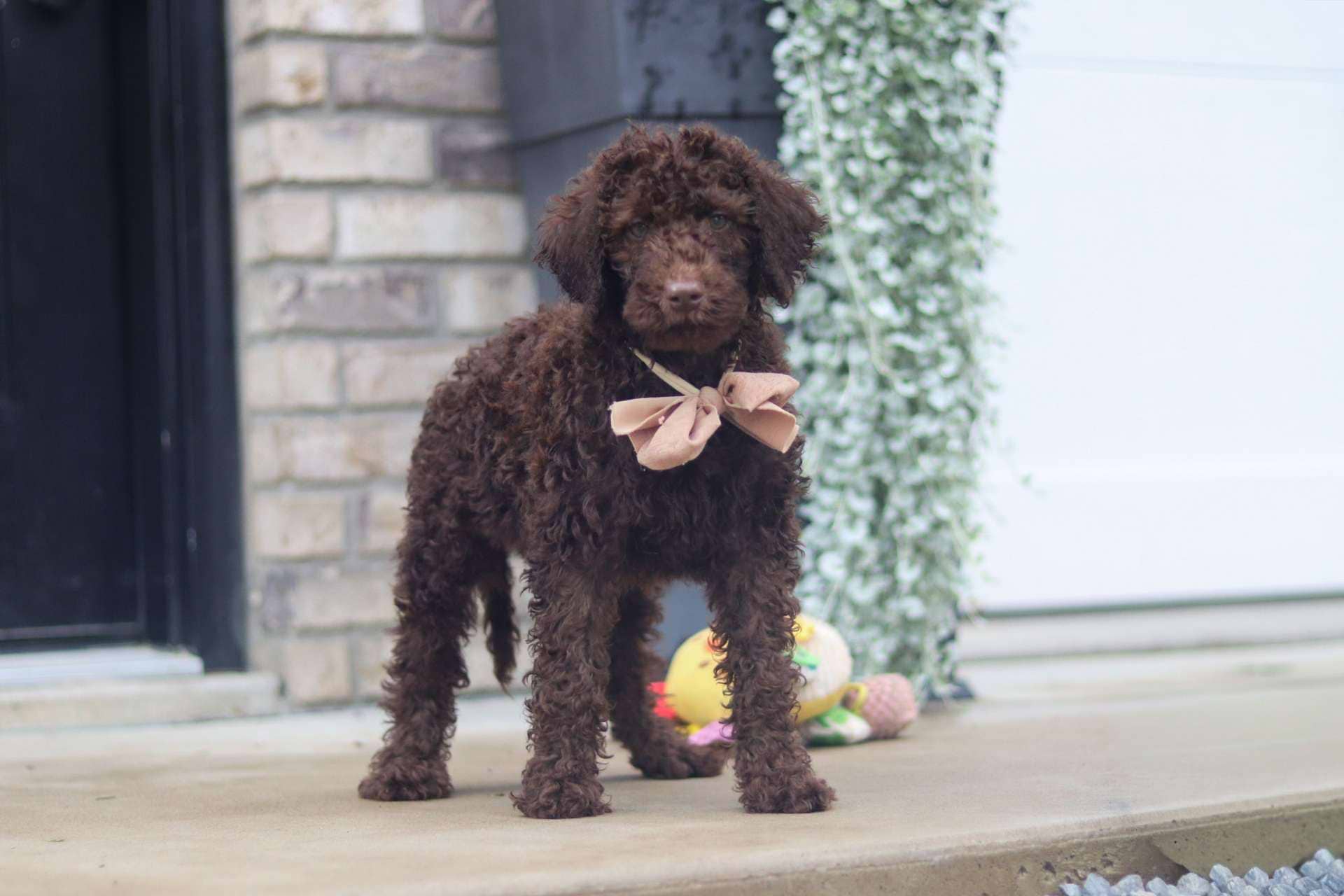 Rolo