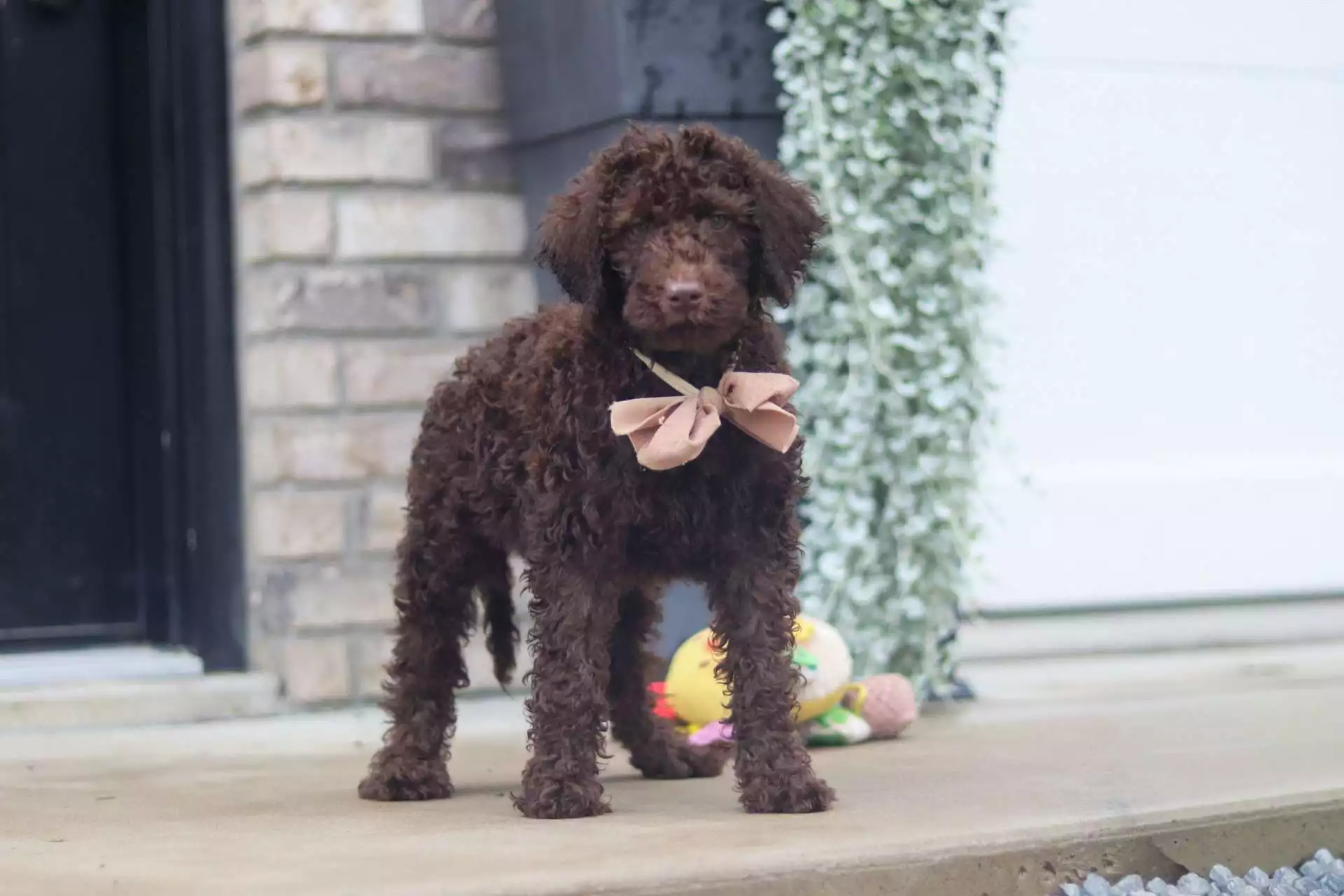 Rolo