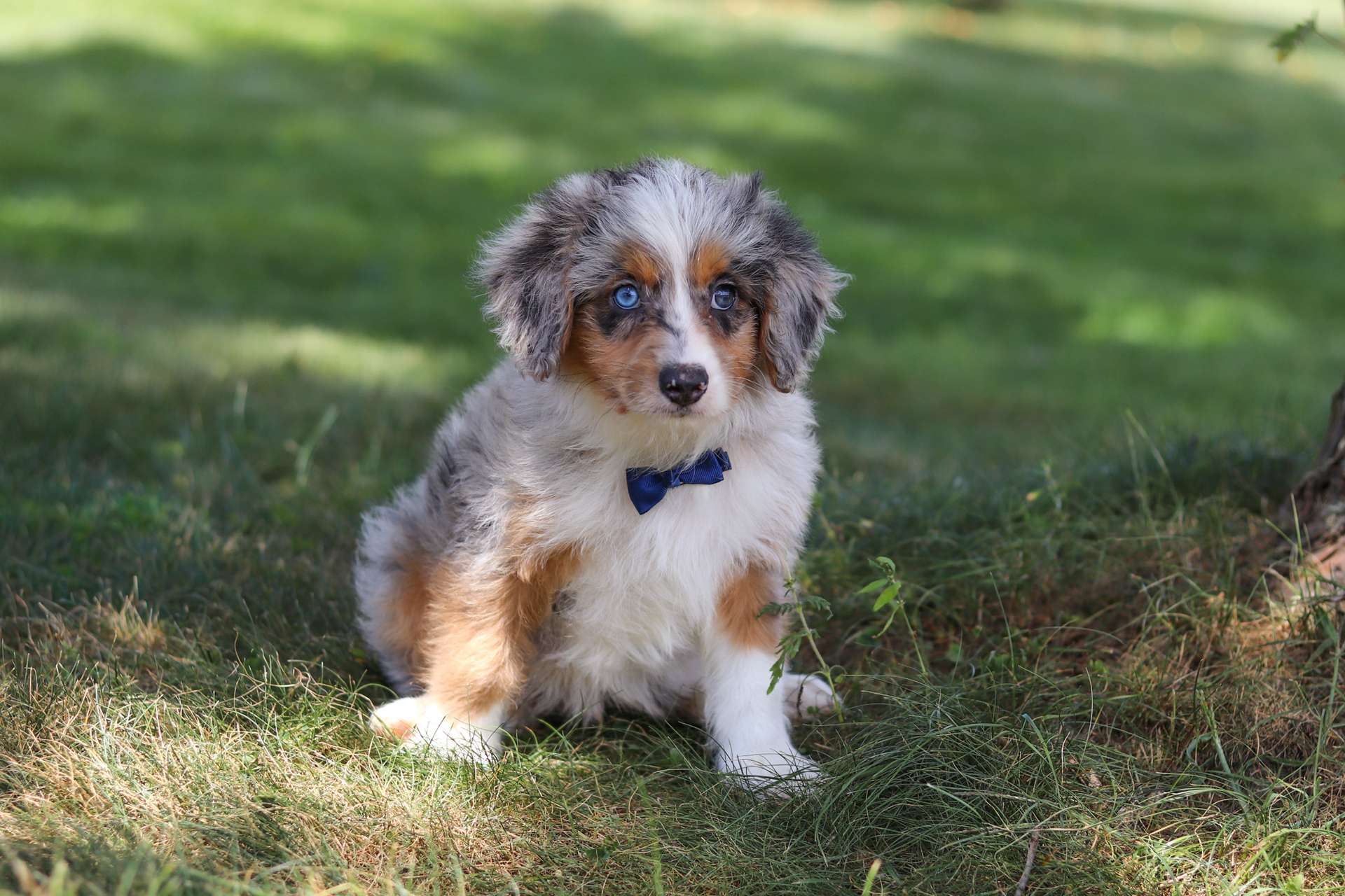 Bluey