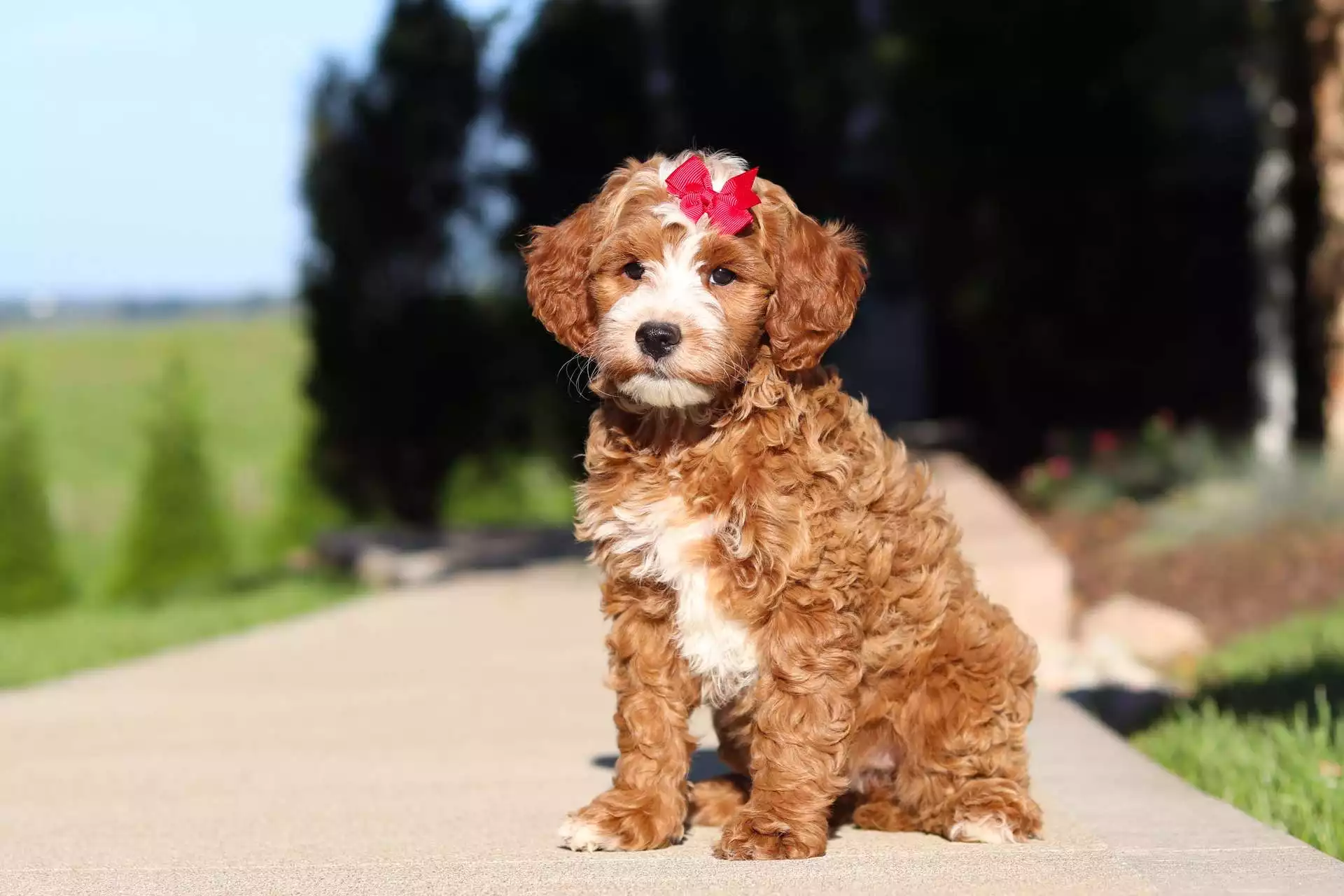 Suki