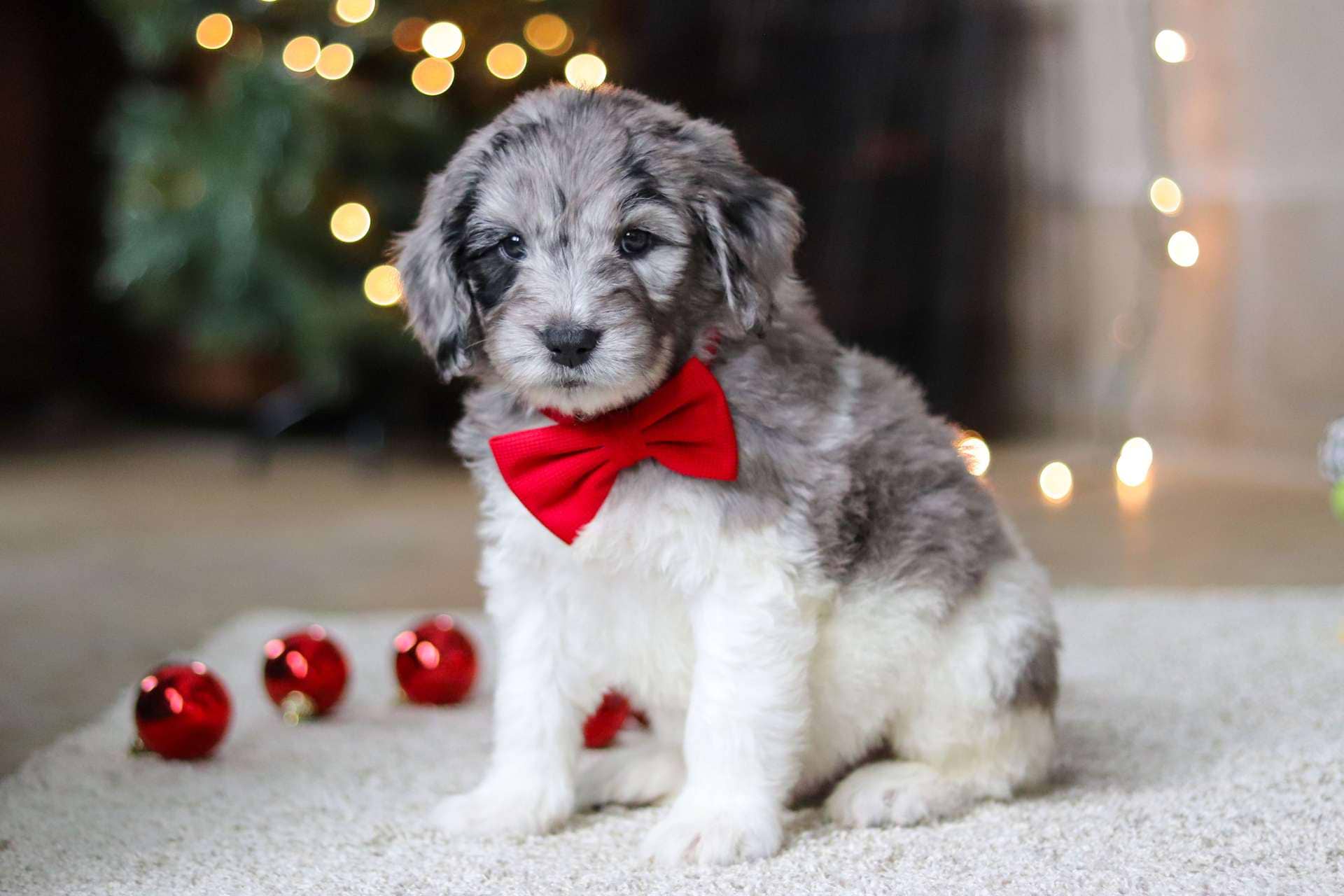 Finn