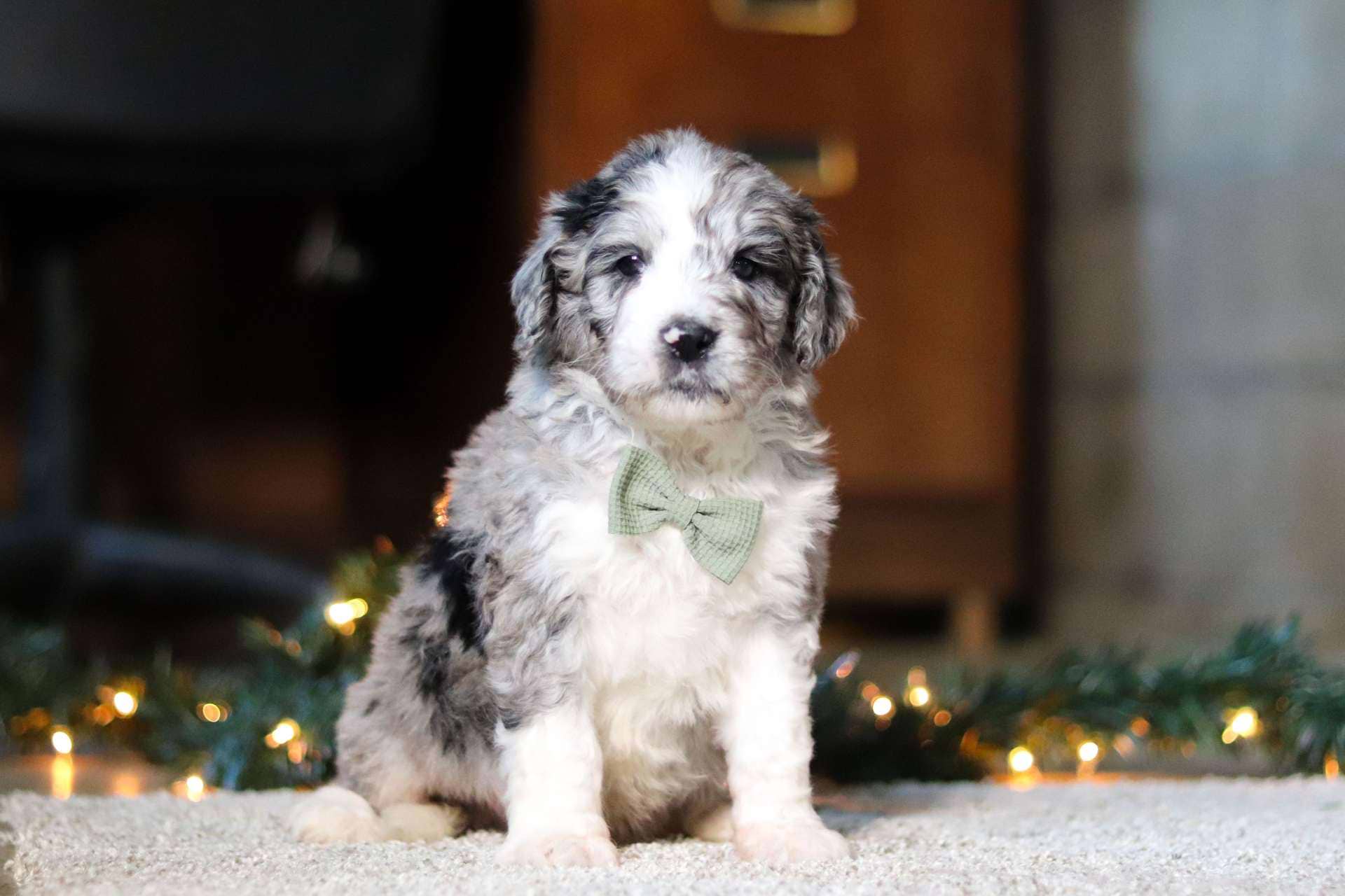 Elvis
