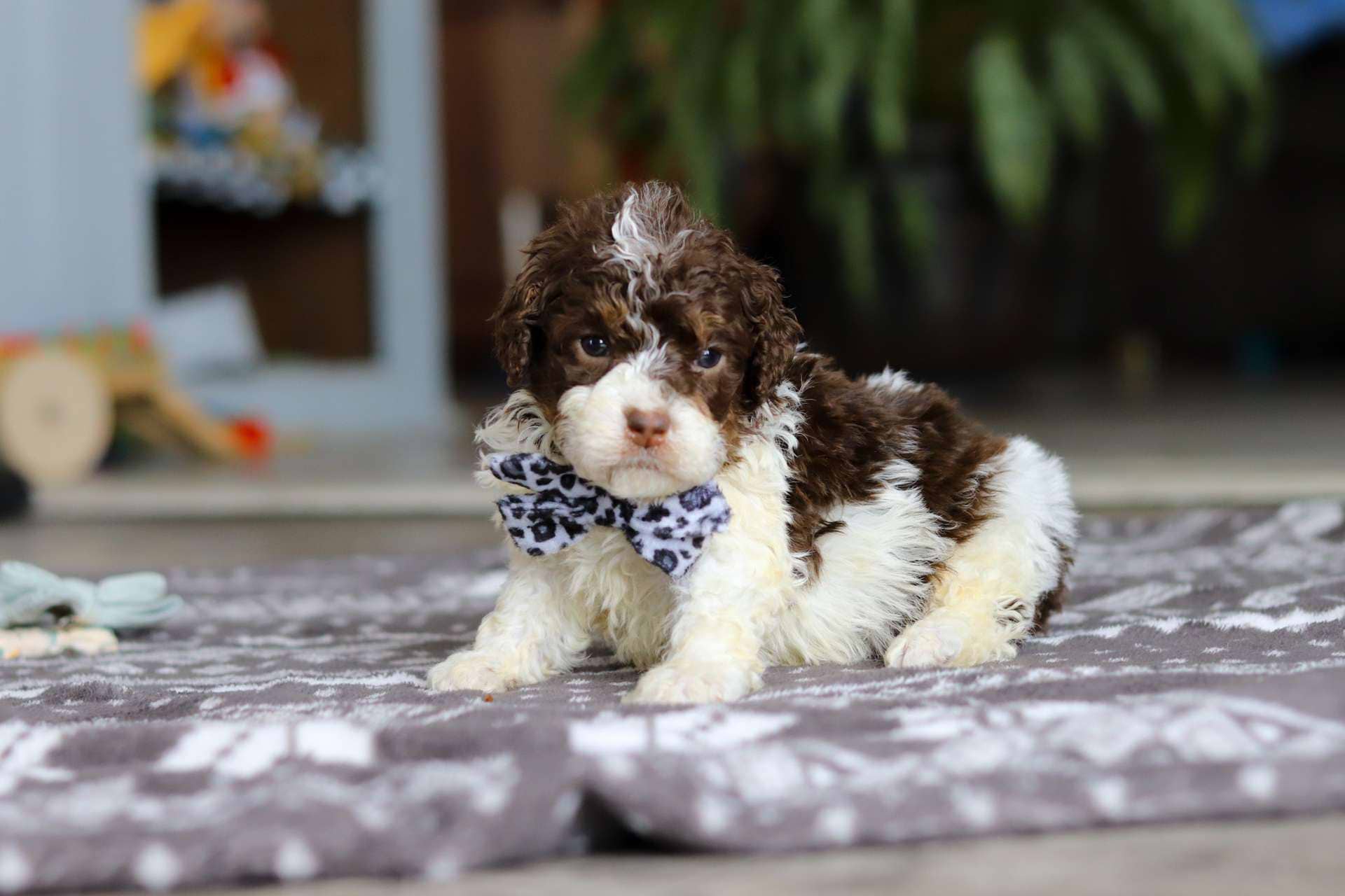 Oscar