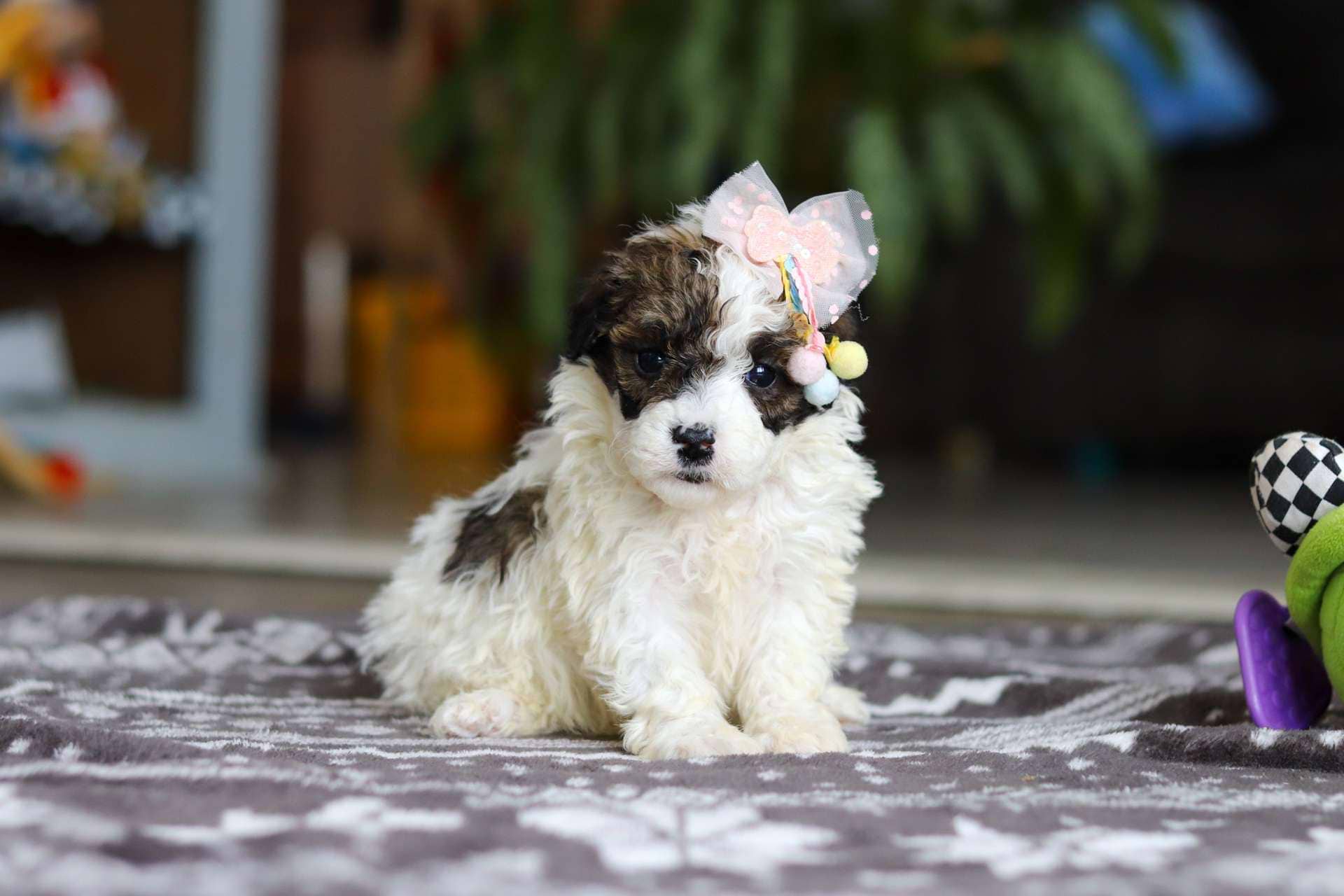 Orla