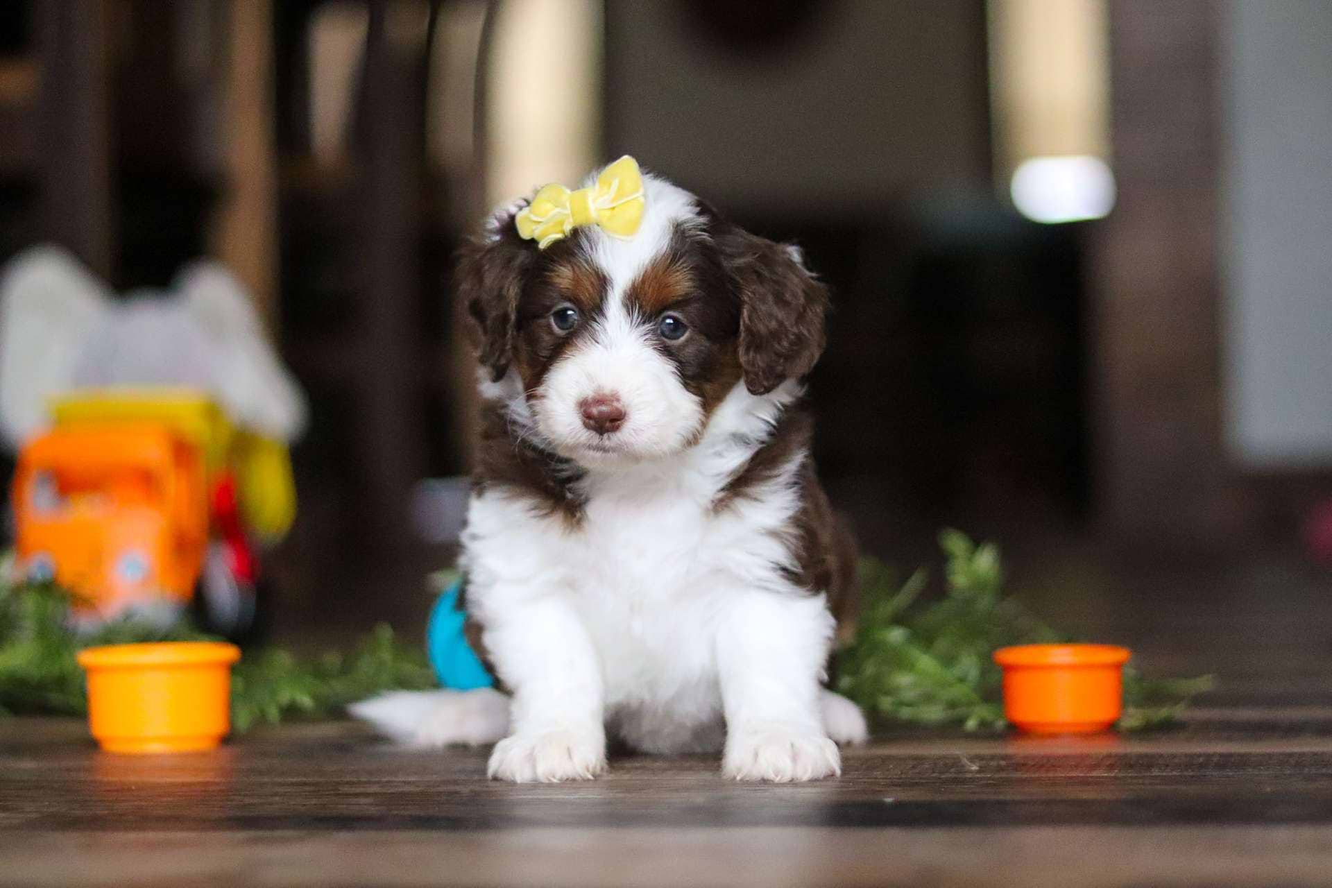 Marigold