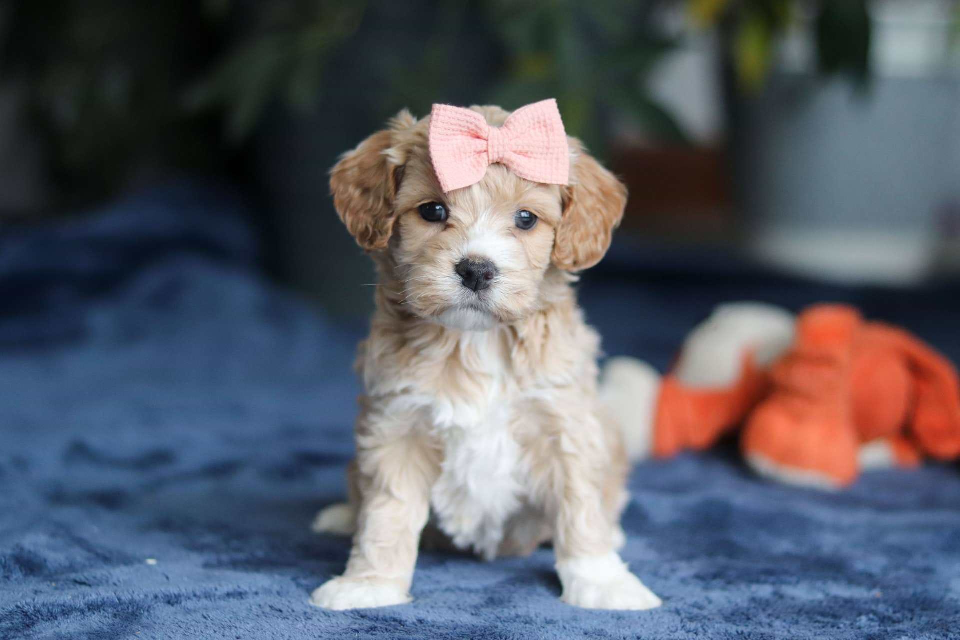 Blossom