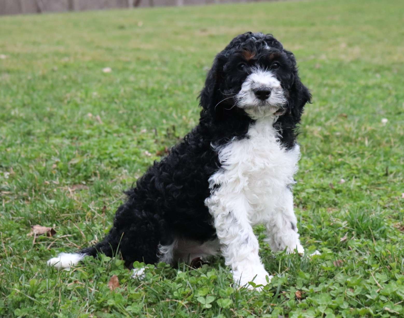Roscoe