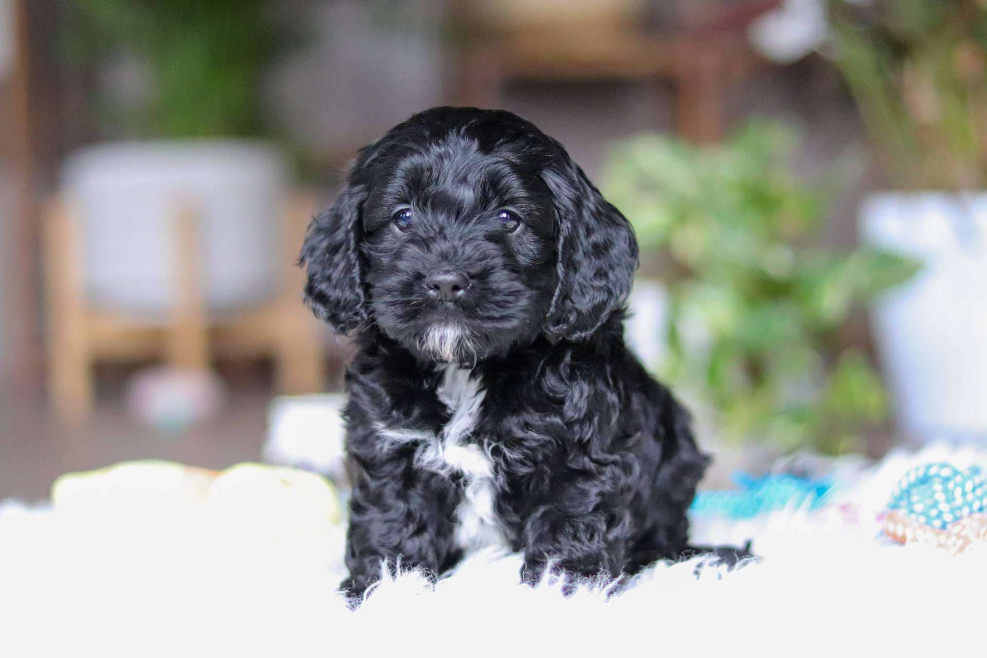 Onyx