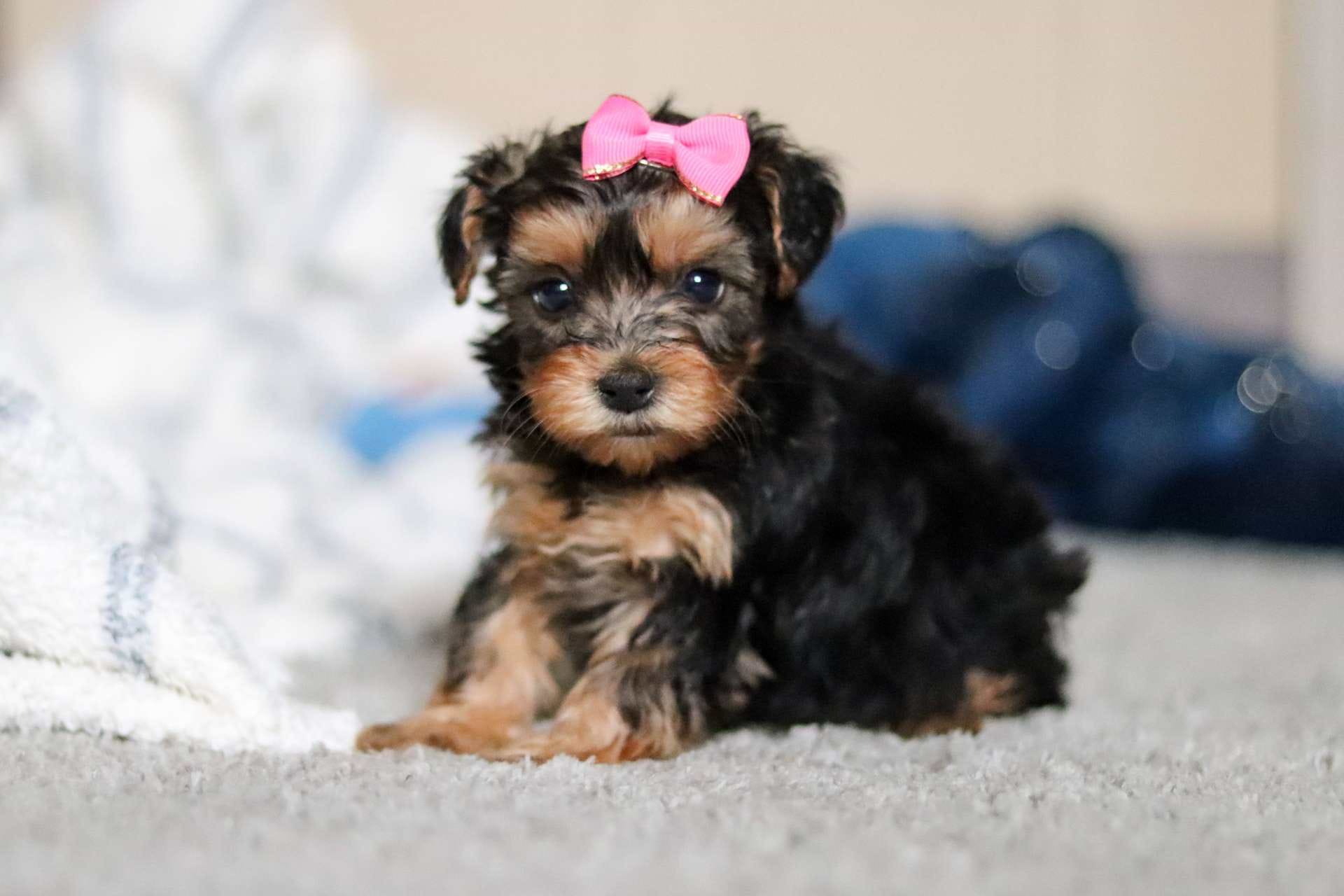 Bonnie