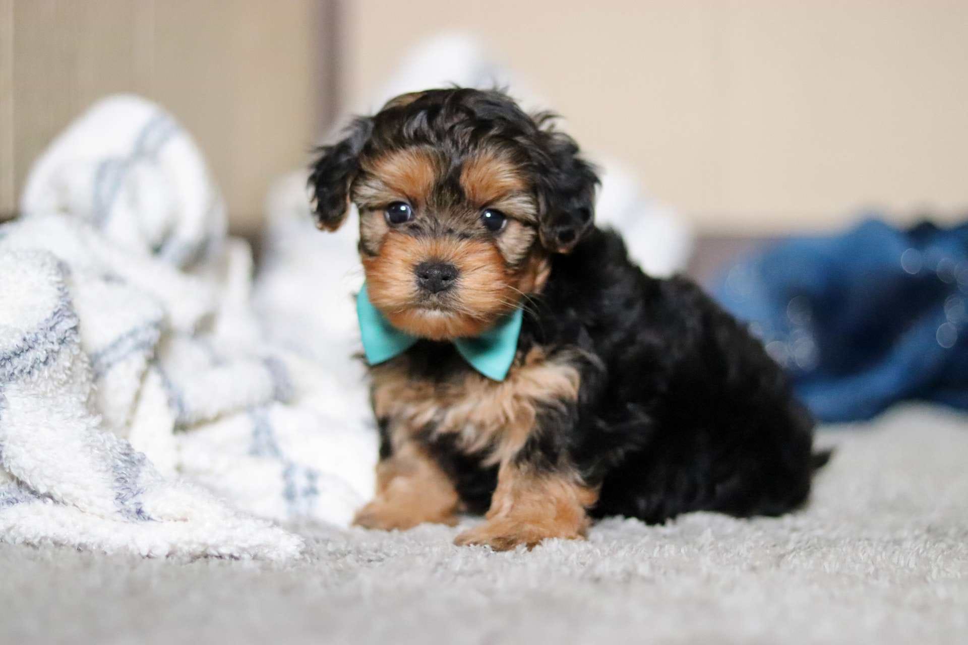 Benny