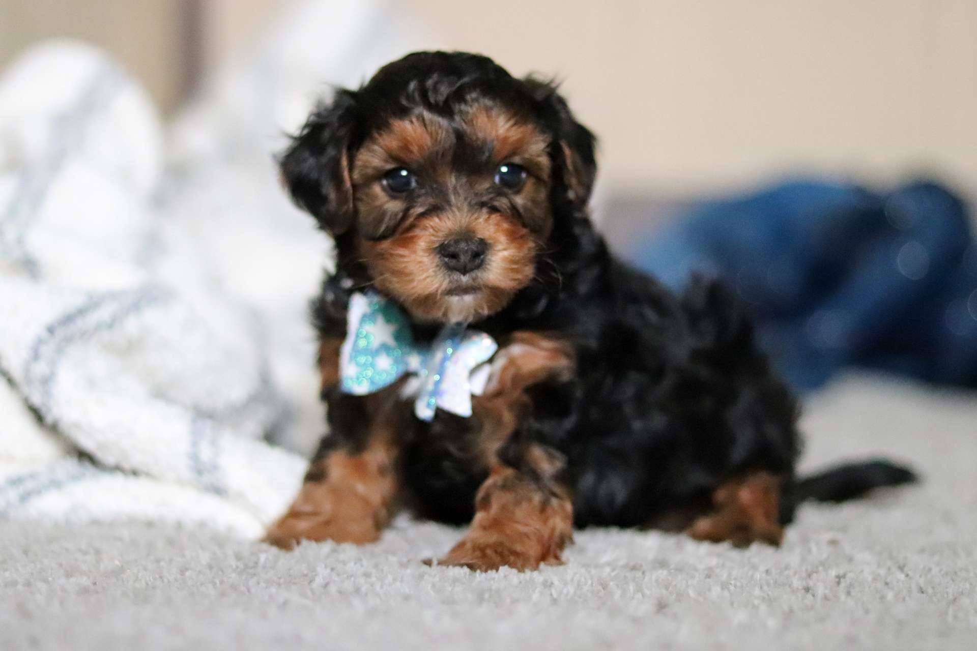 Buster