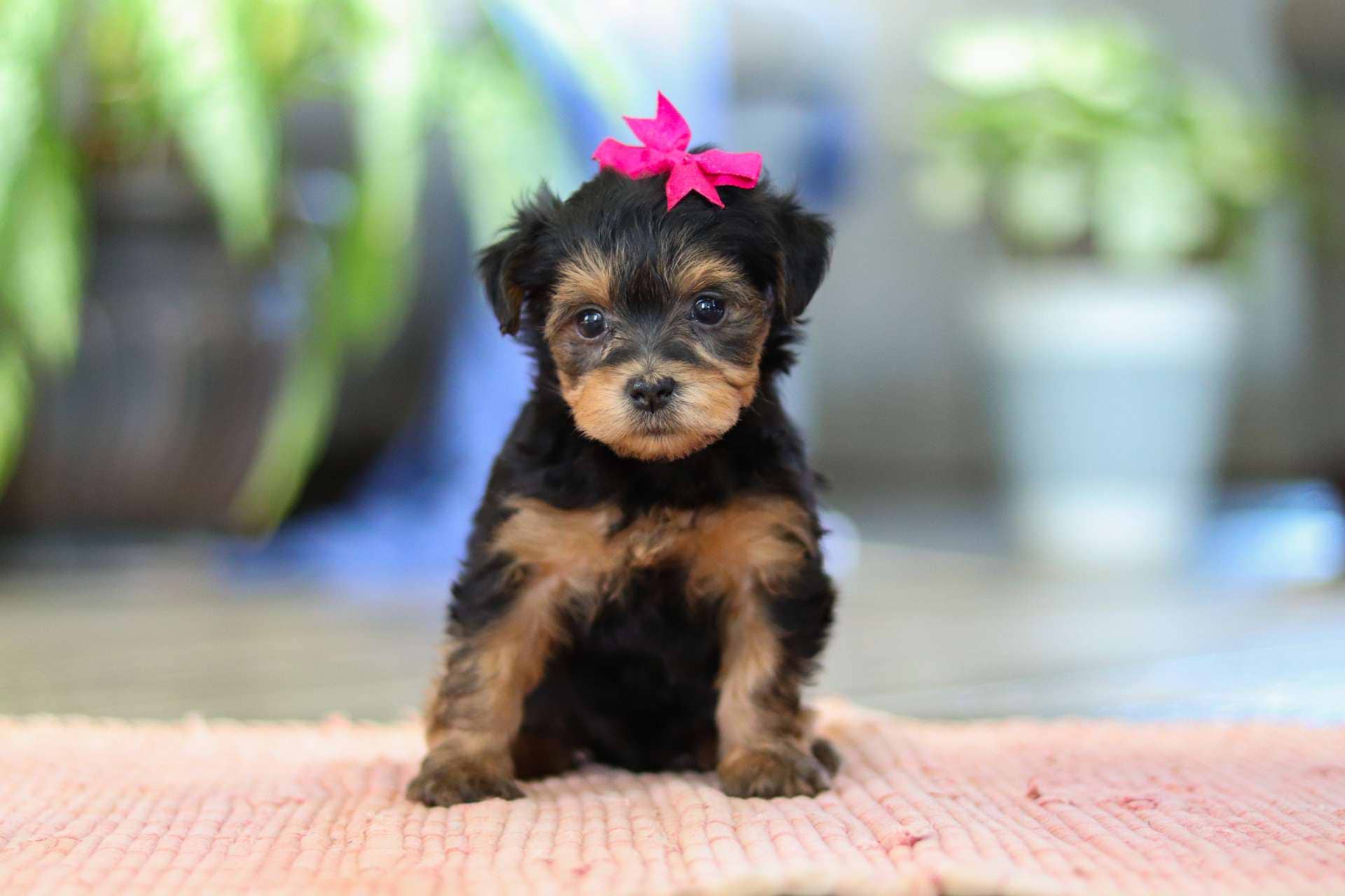 Taffy