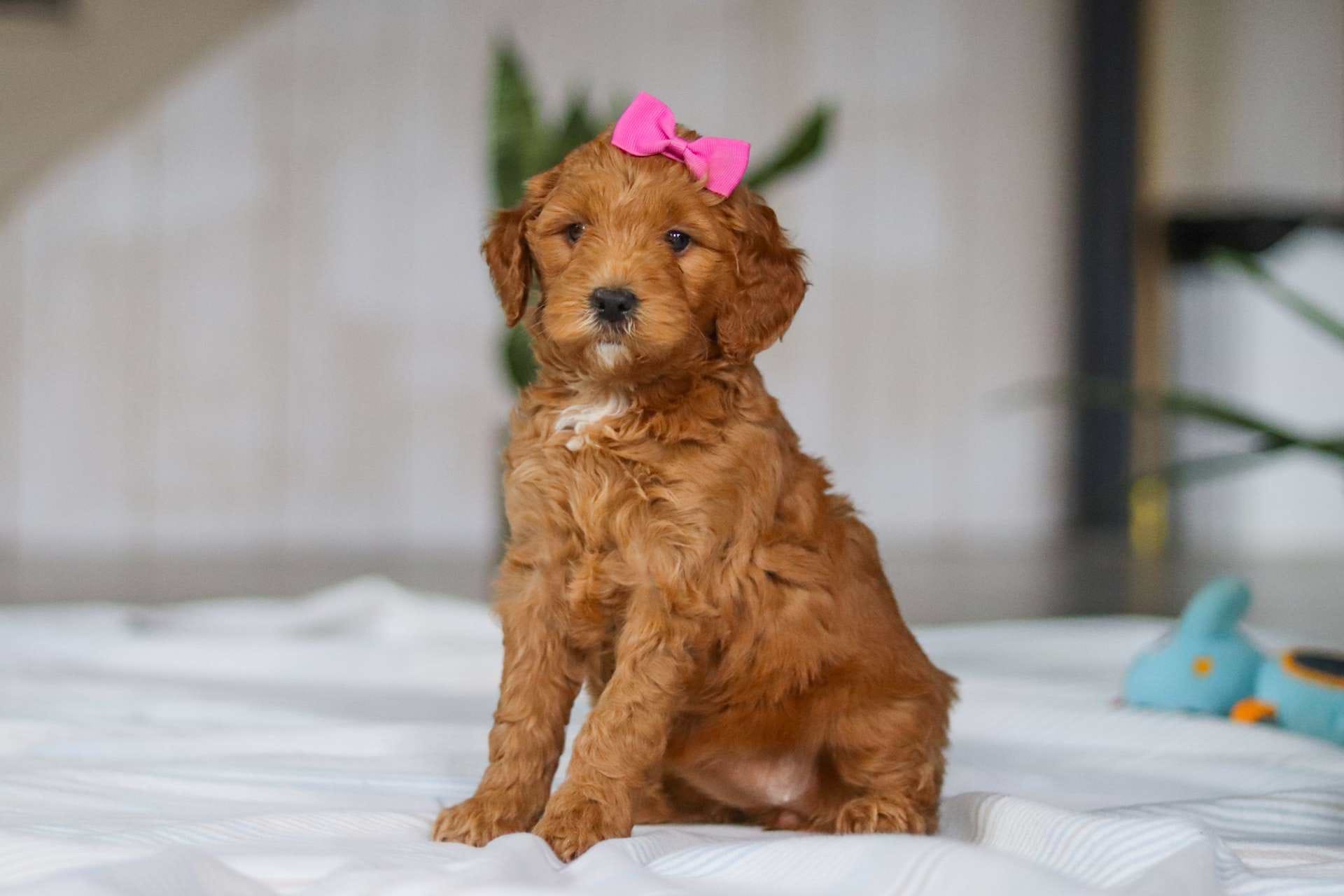 Zoe