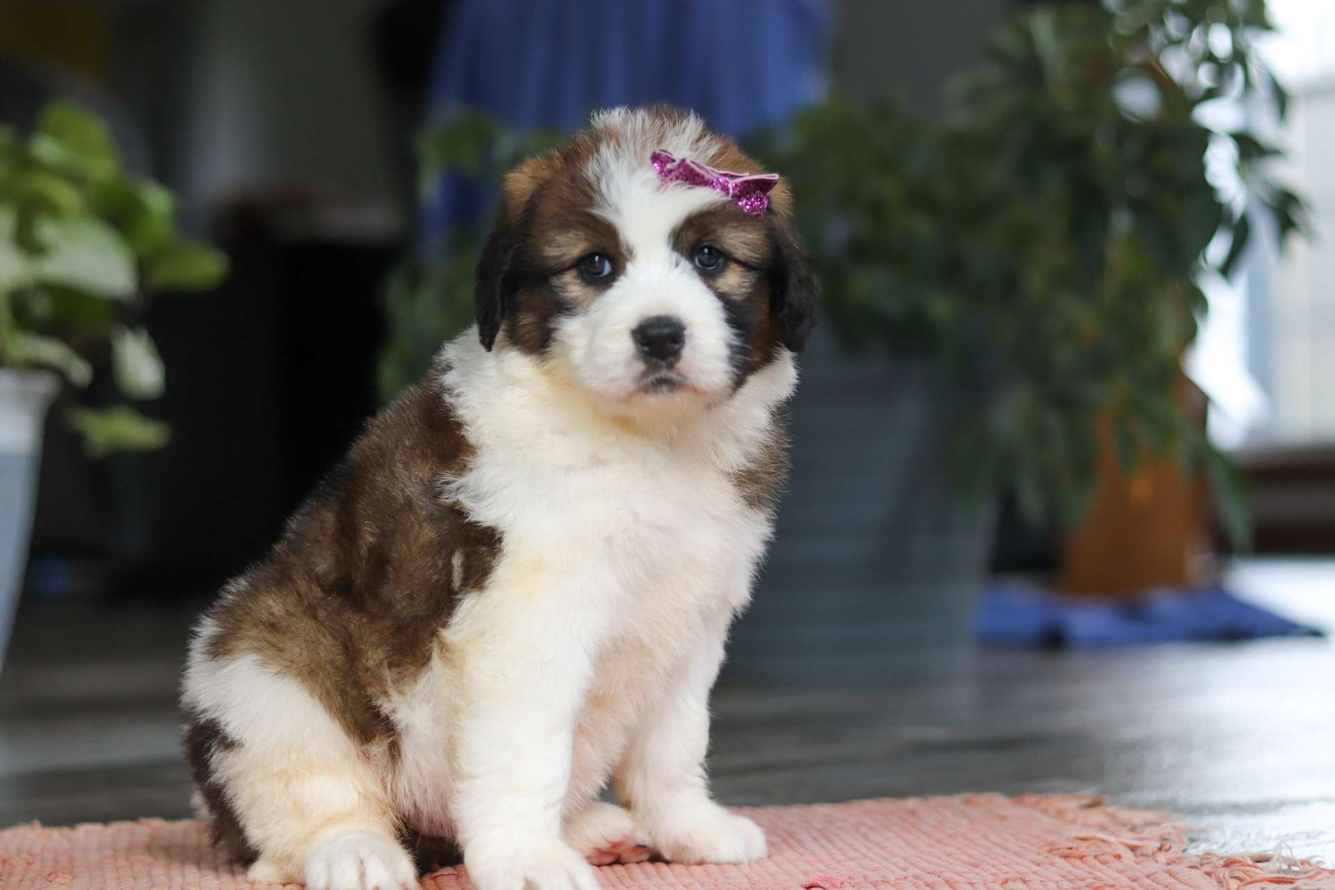 Dina