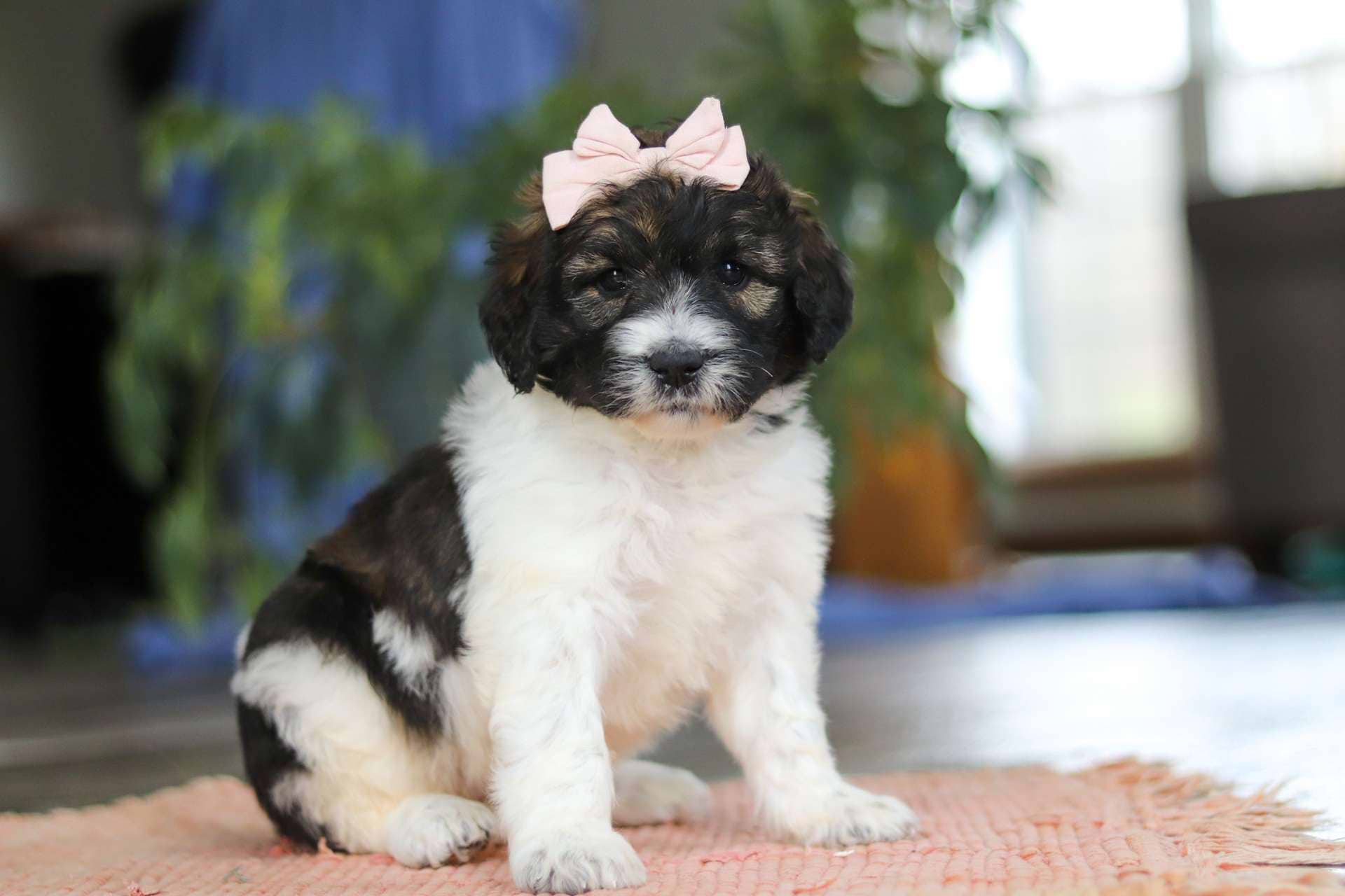 Flossie