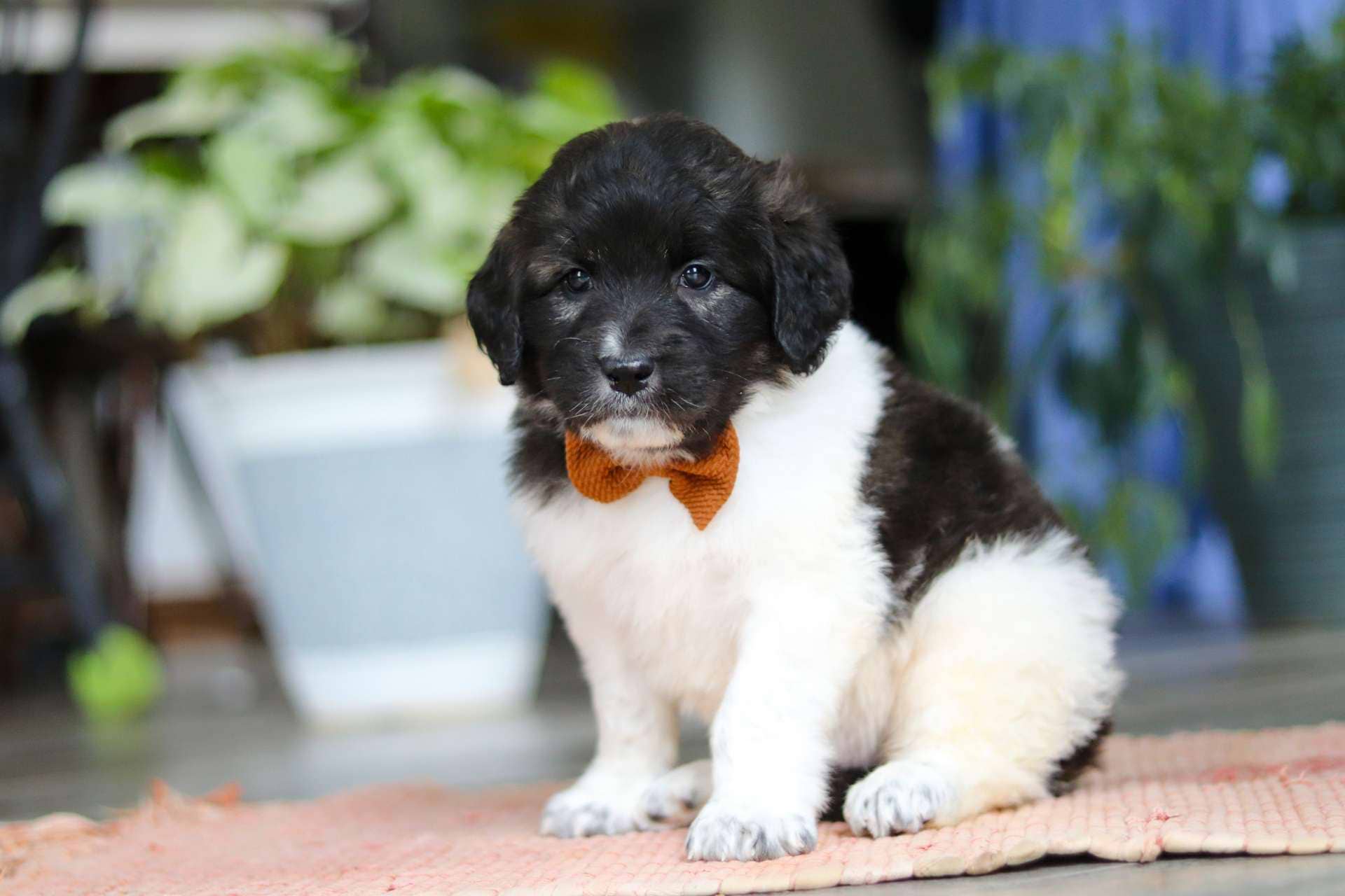 Frankie