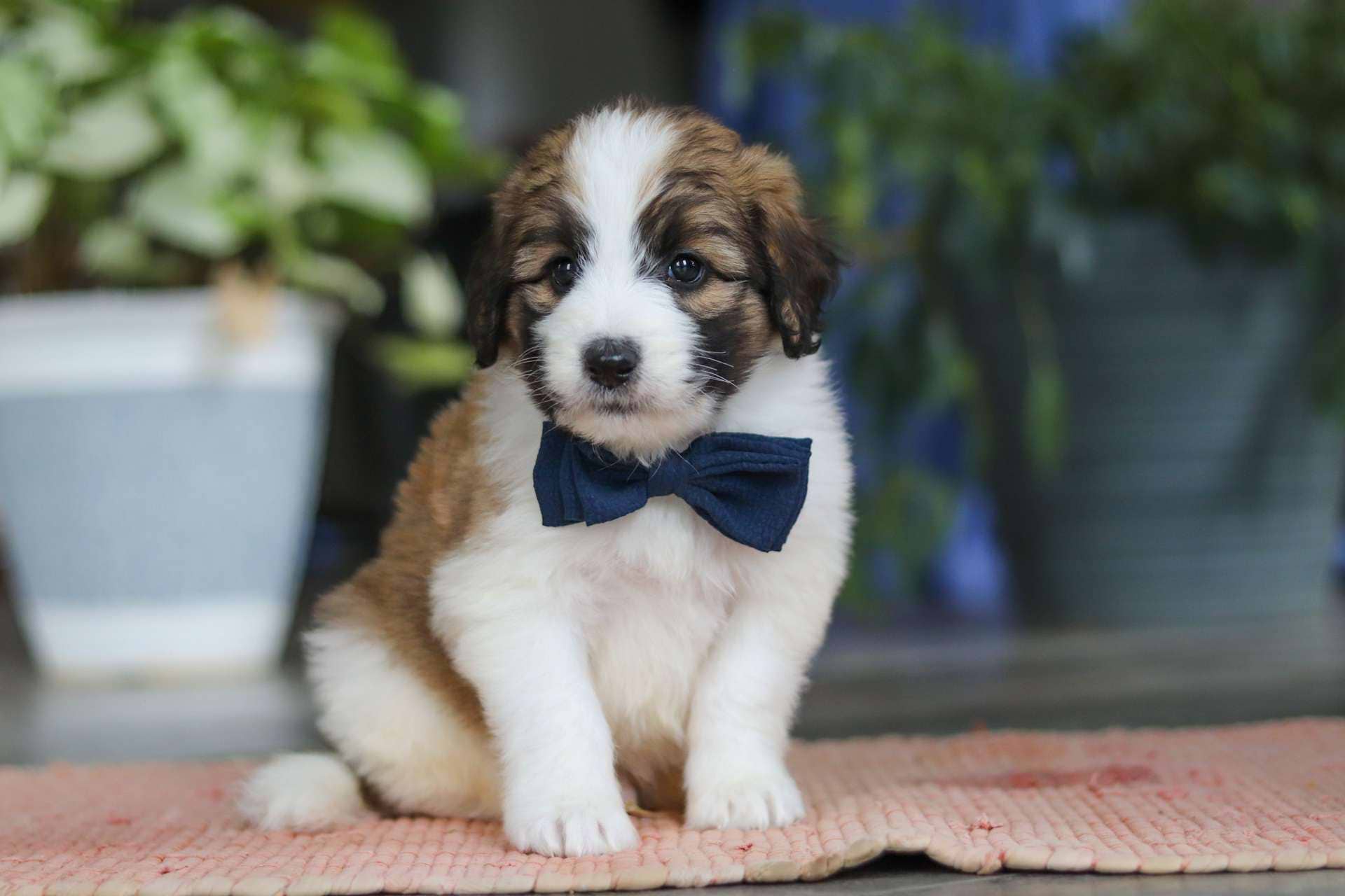Fergus