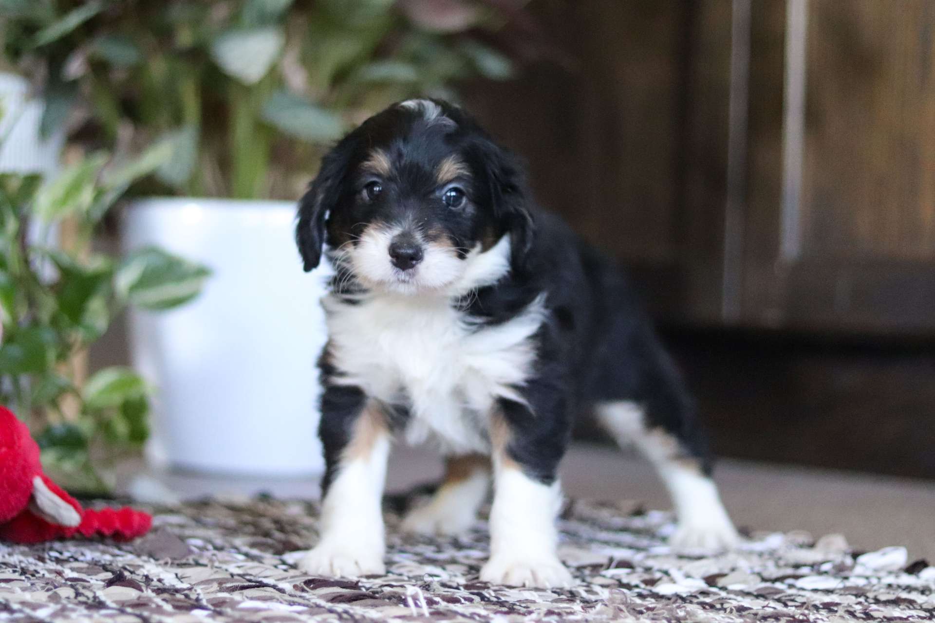 Gina