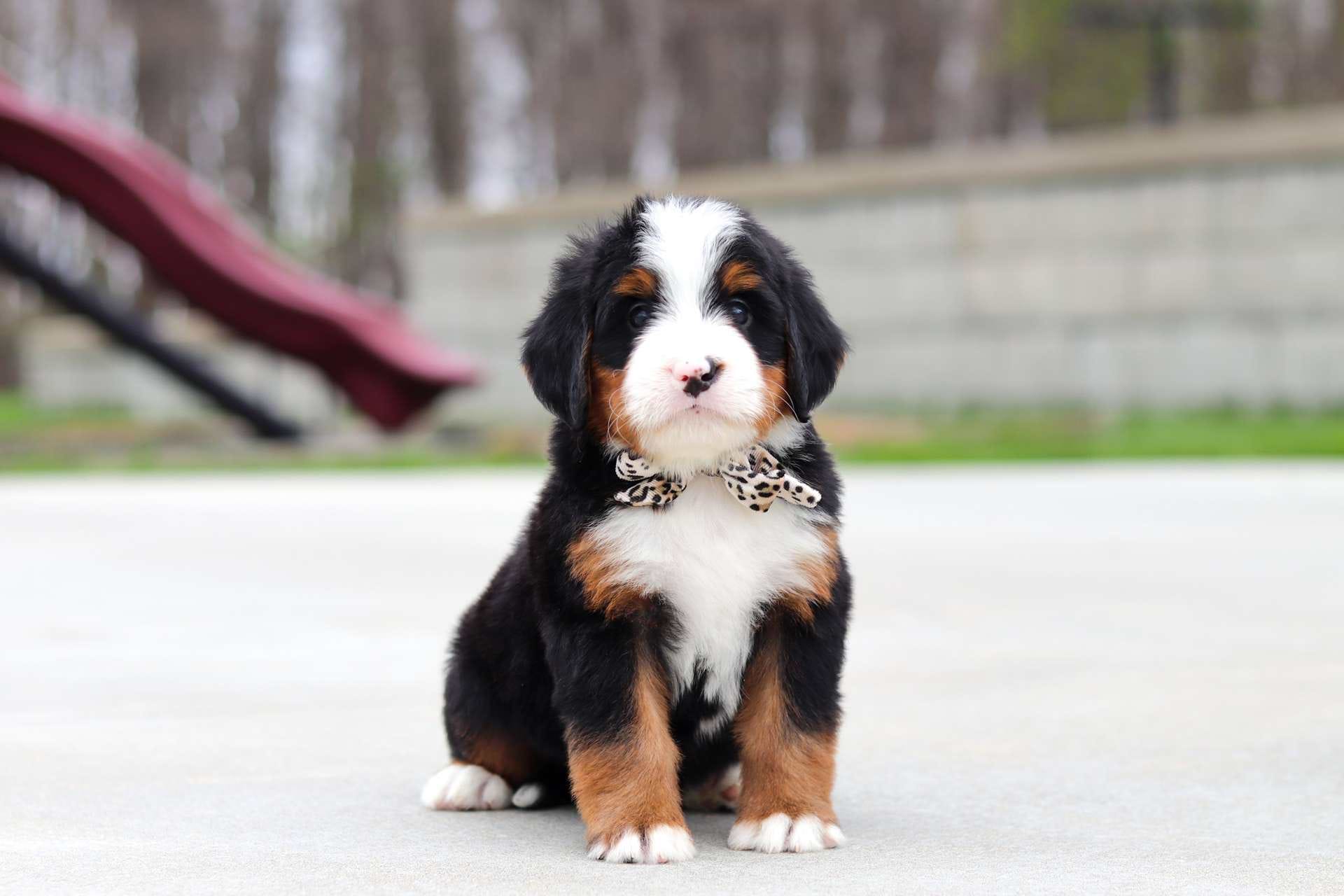 Luther