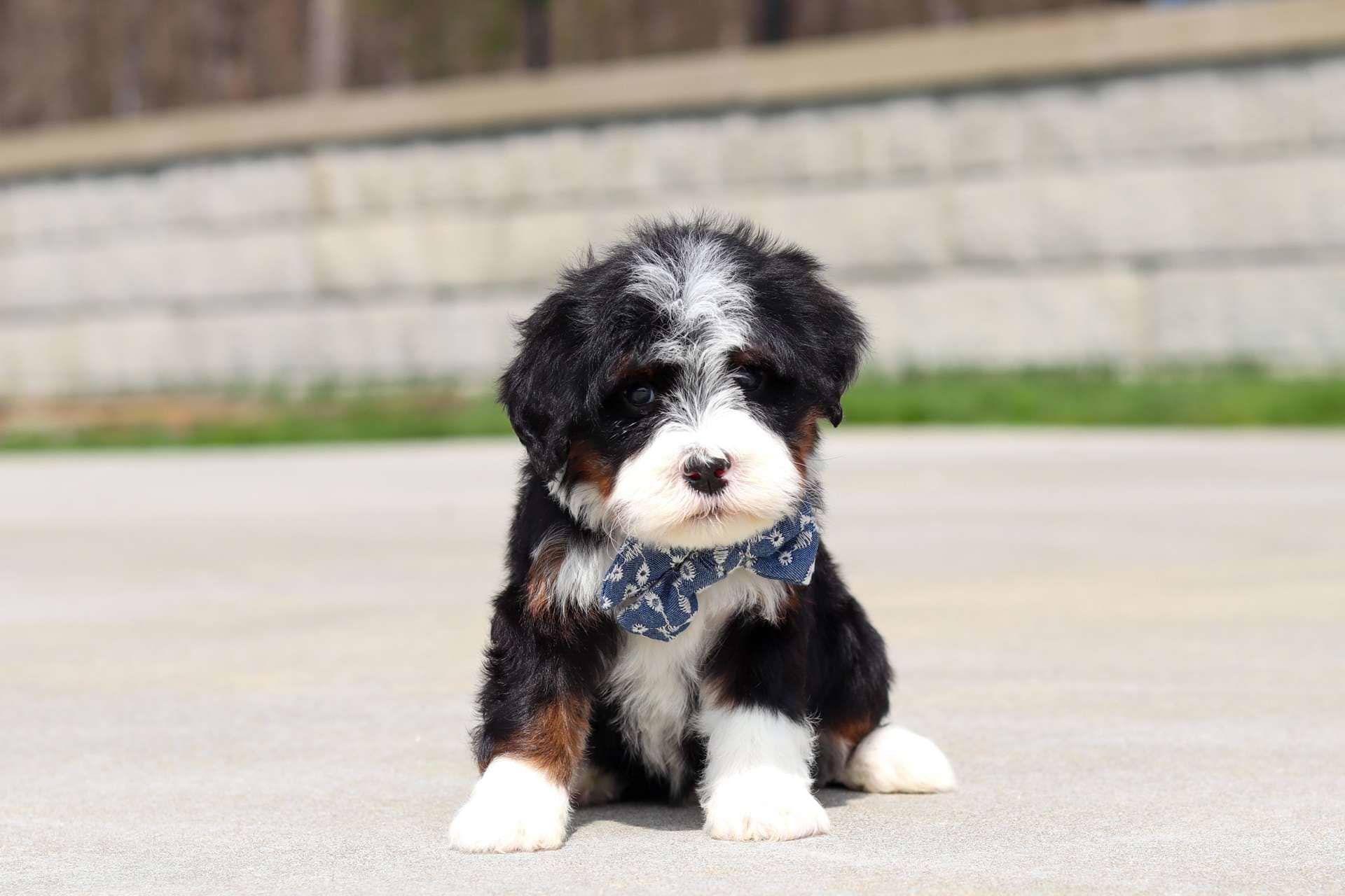 Kurt
