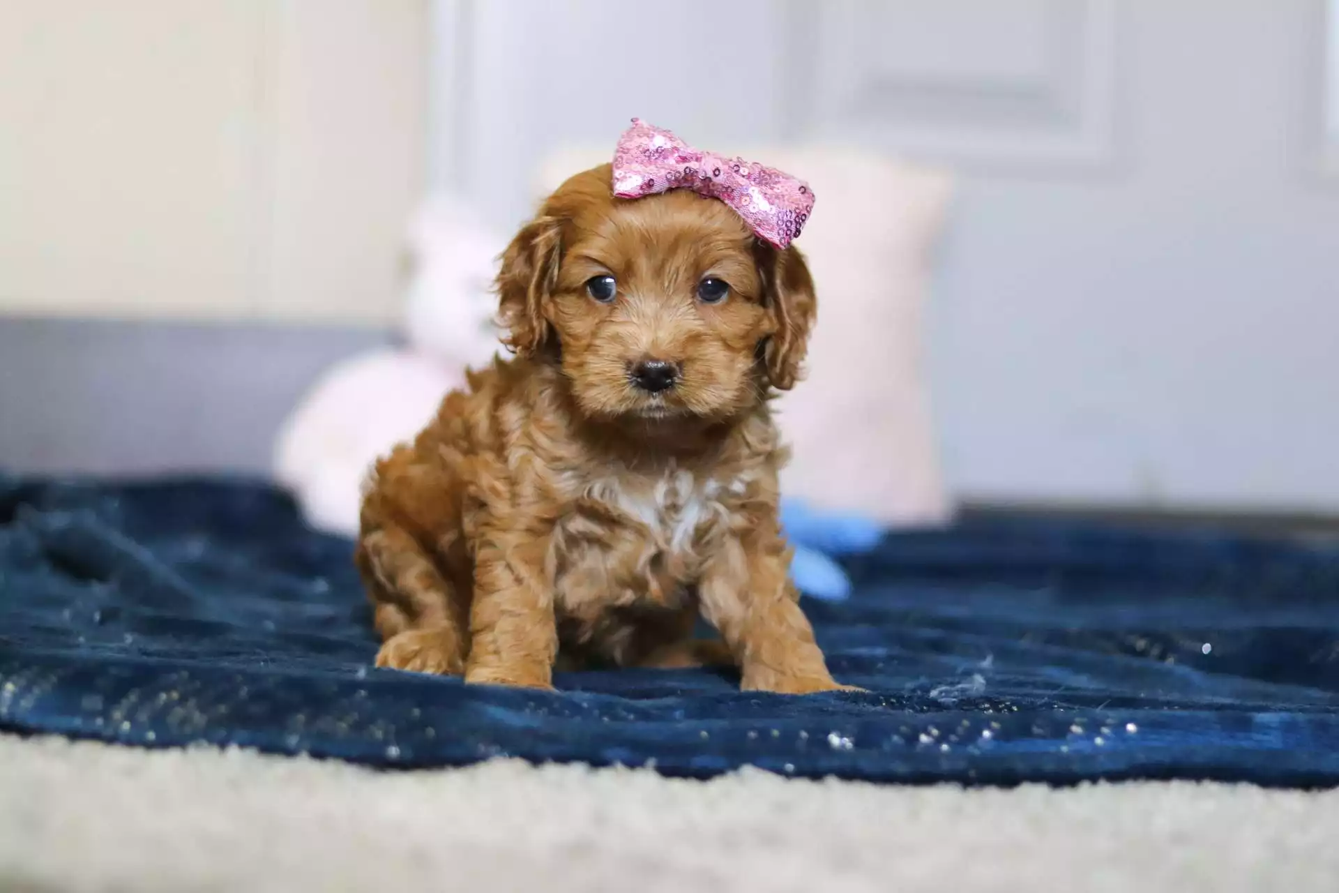 Upcoming Puppies F1 Cockapoo Puppies