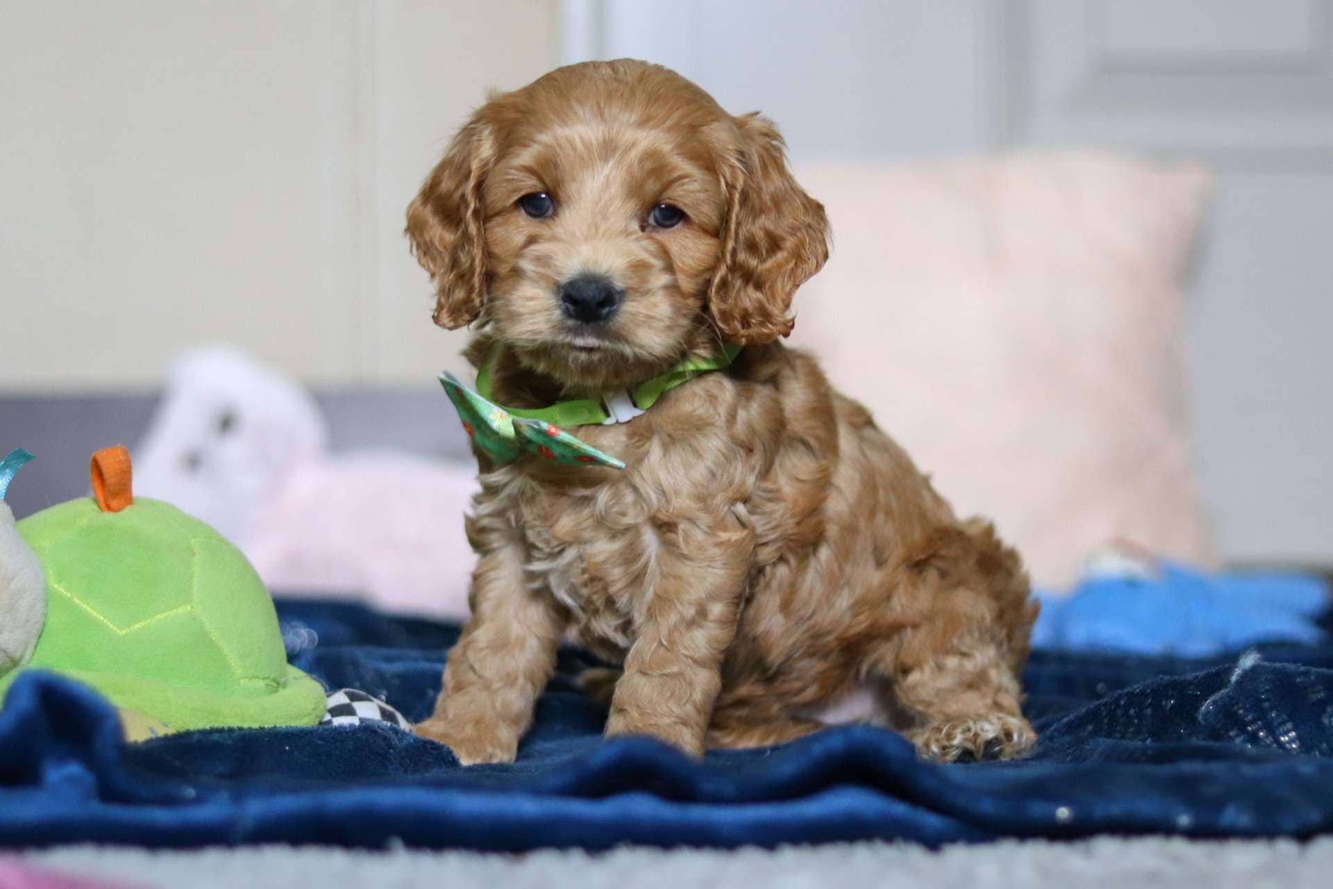 Oliver