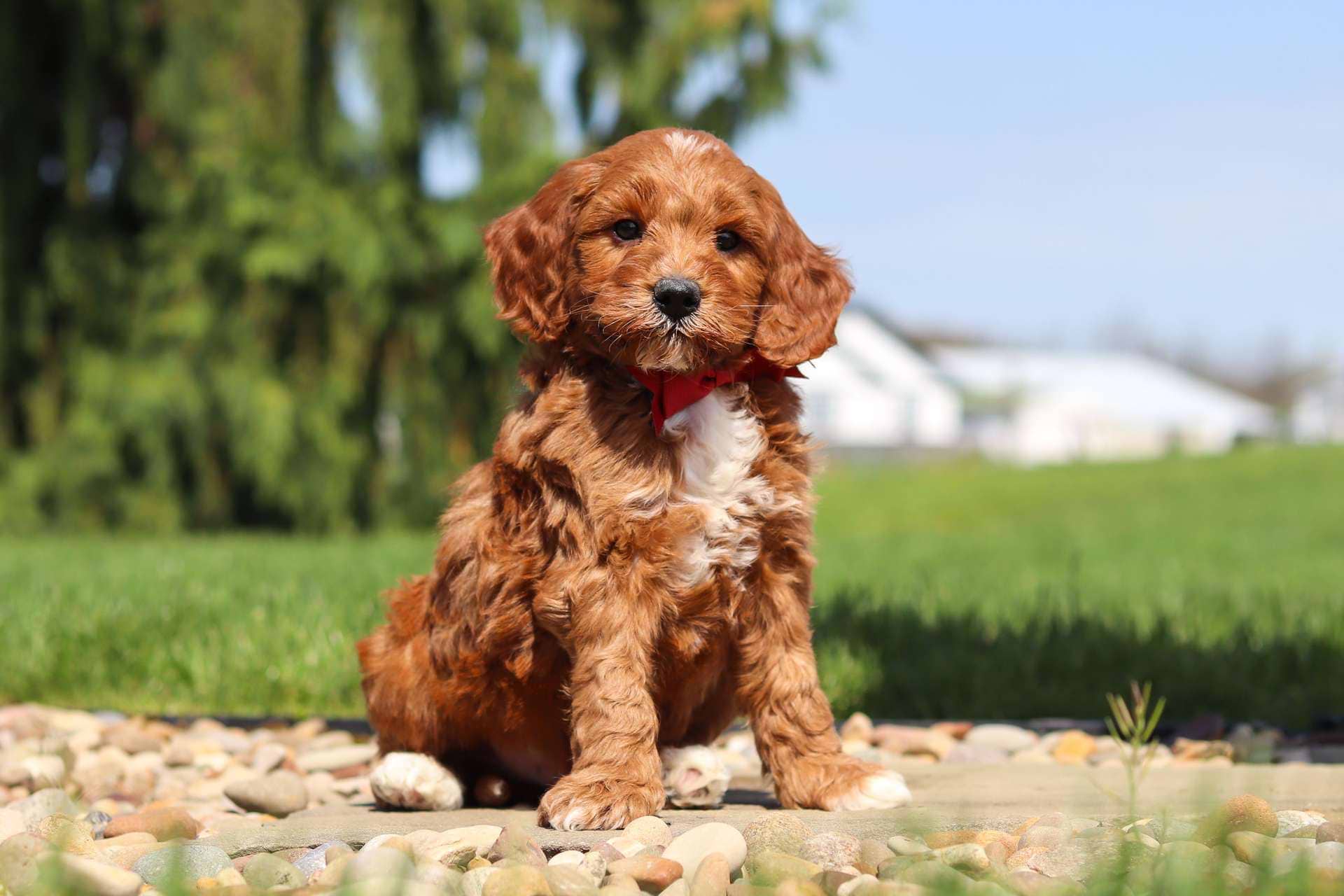 Rupert