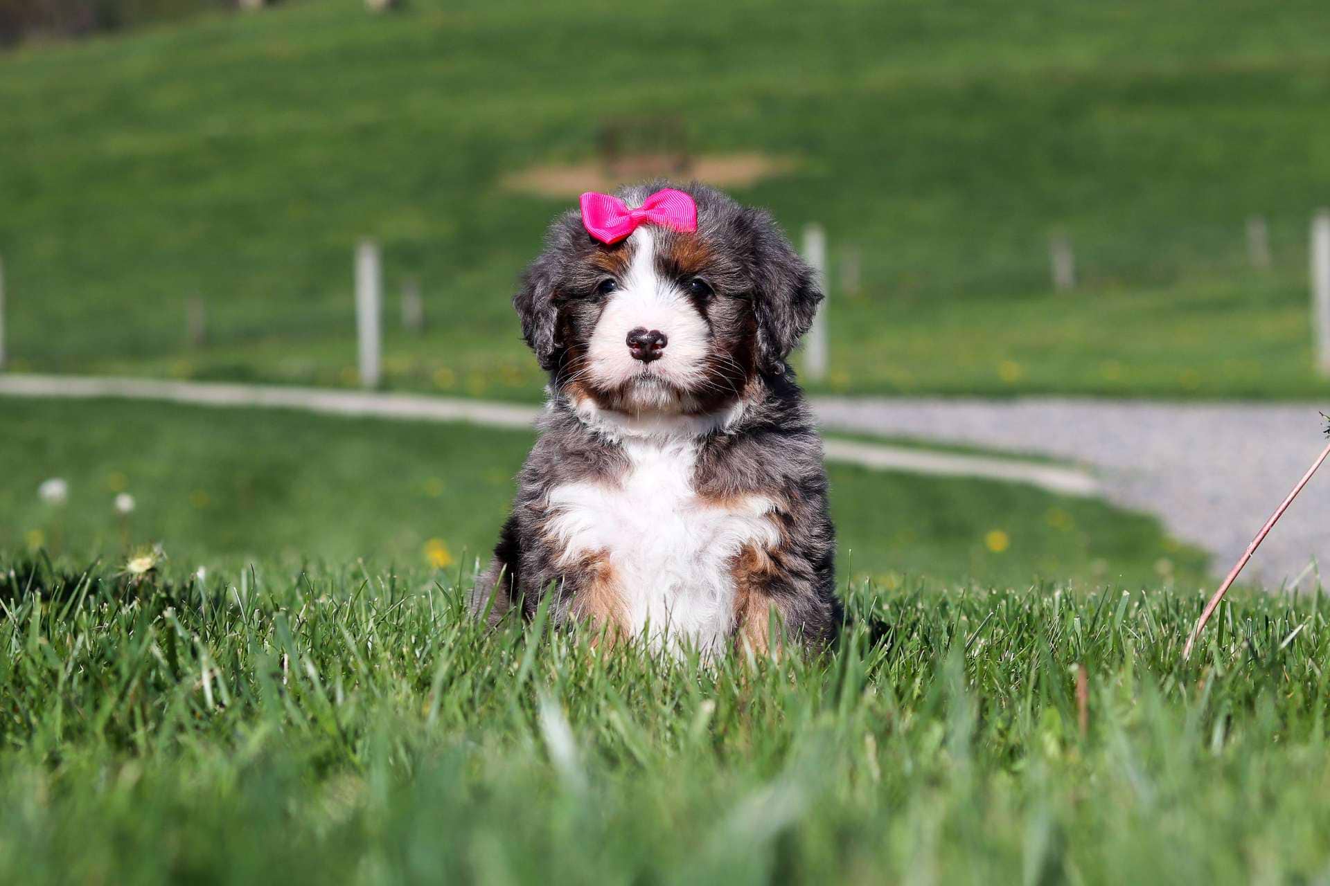 Mia