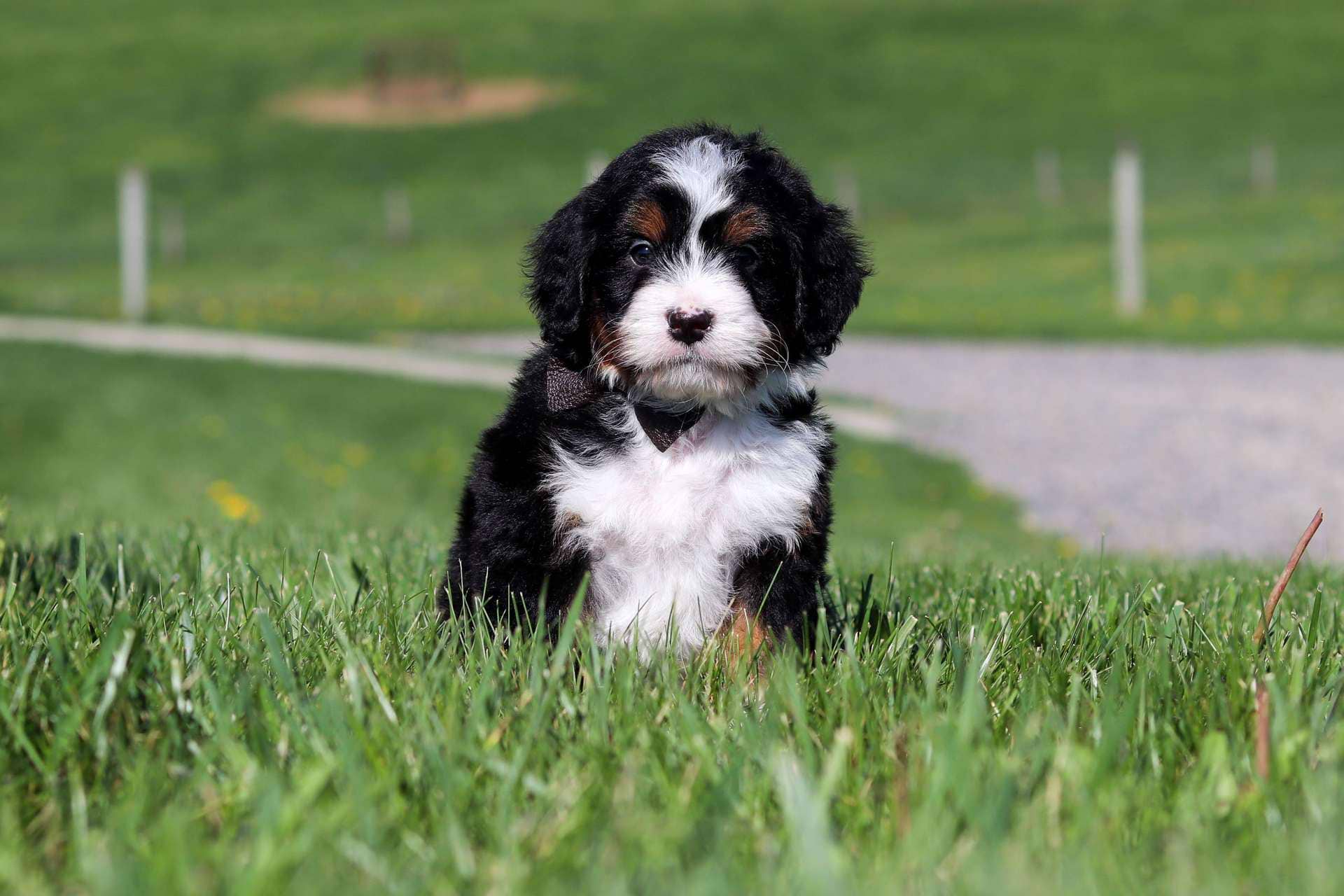 Murphy
