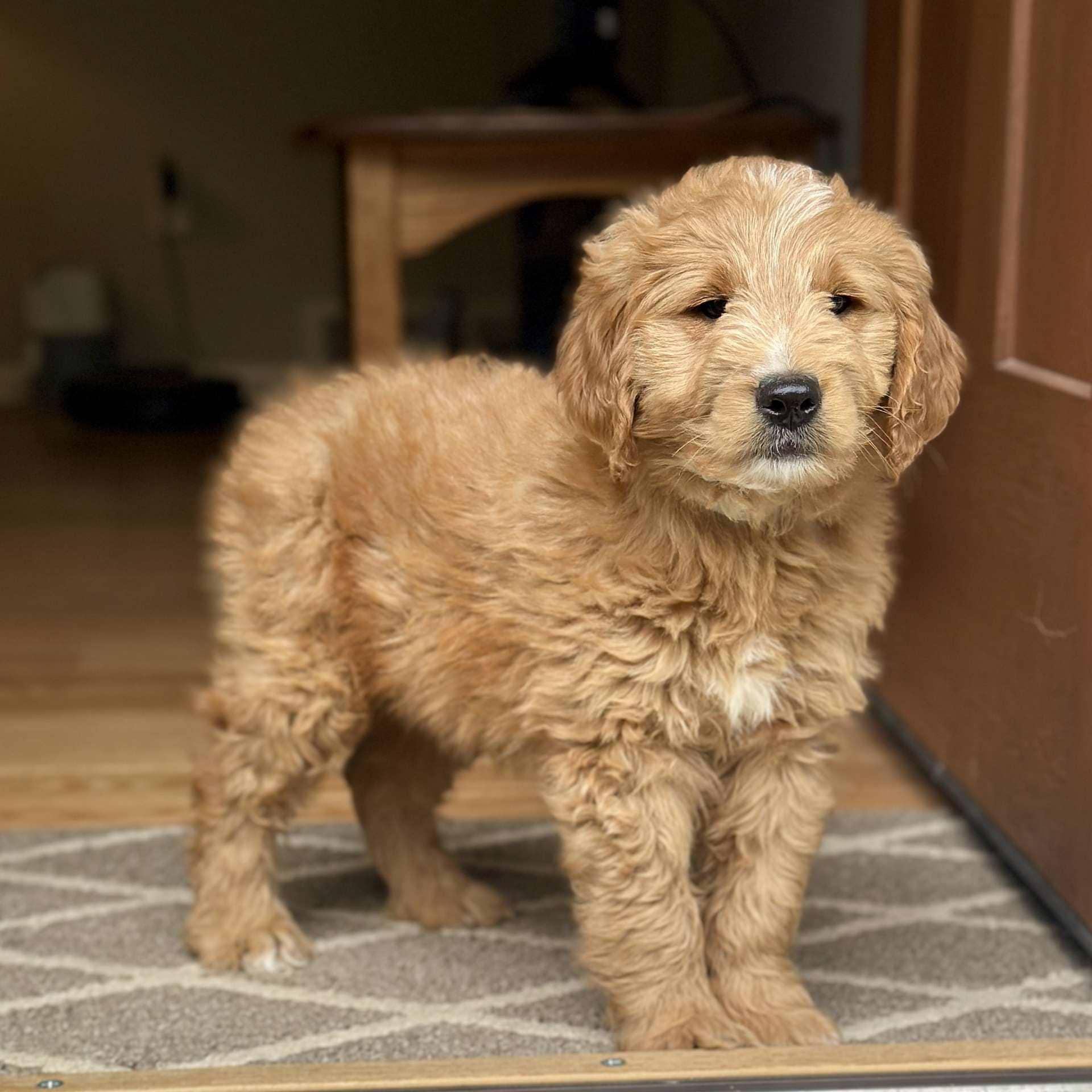 Yoshi