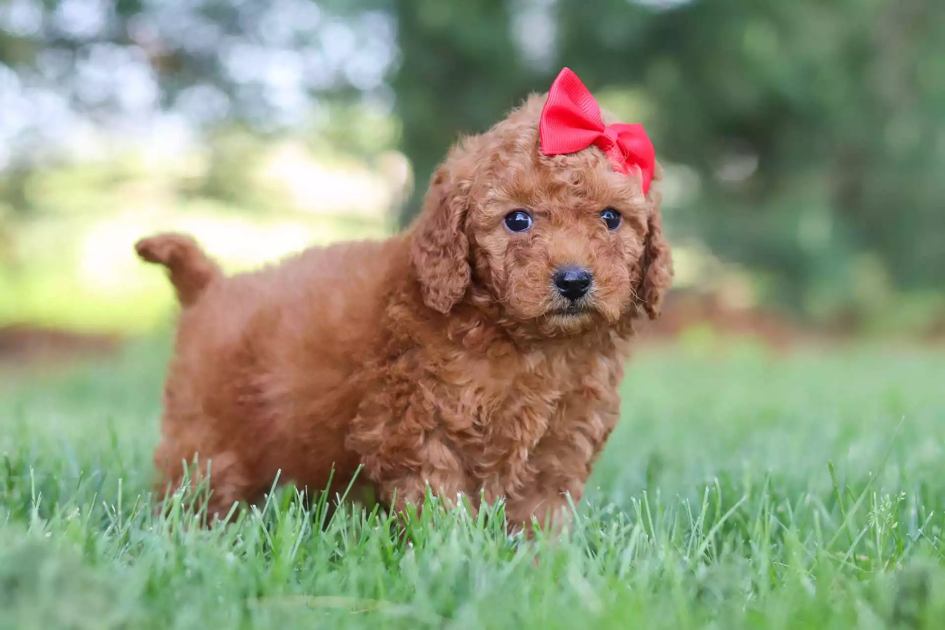 Female Goldendoodle Puppy Rose