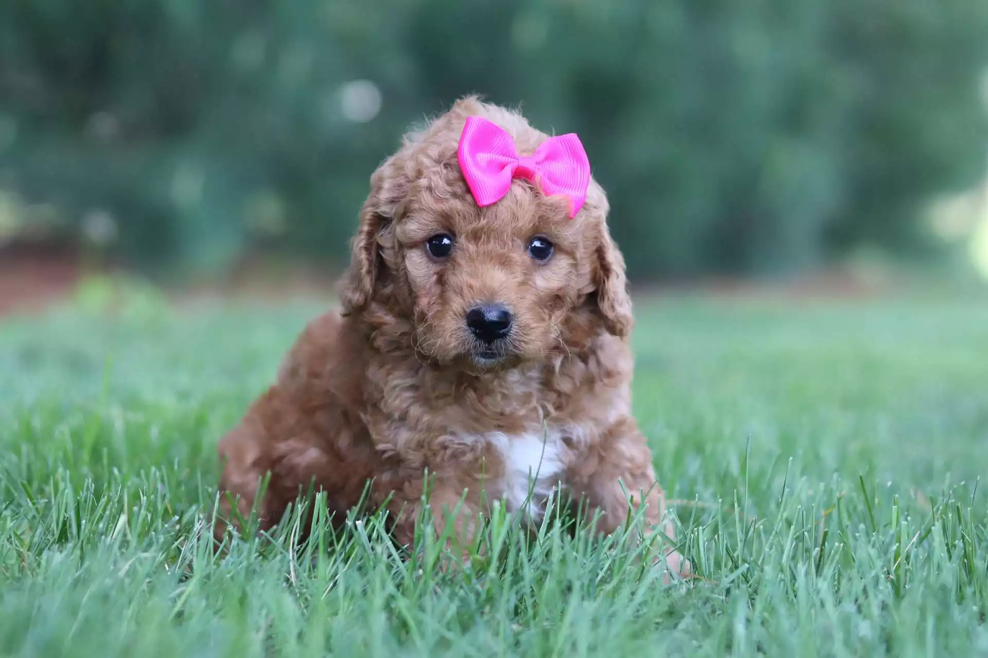 Female Goldendoodle Puppy Marigold