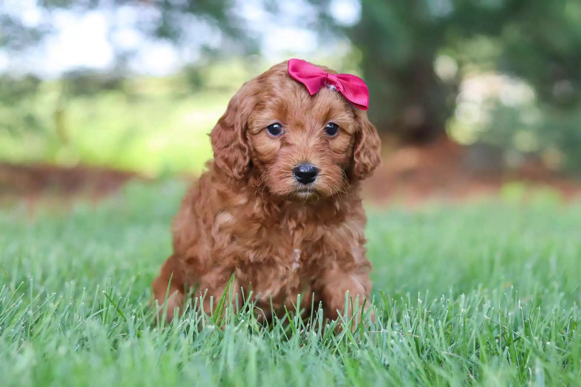 Upcoming Puppies F1b Mini Goldendoodle Puppies