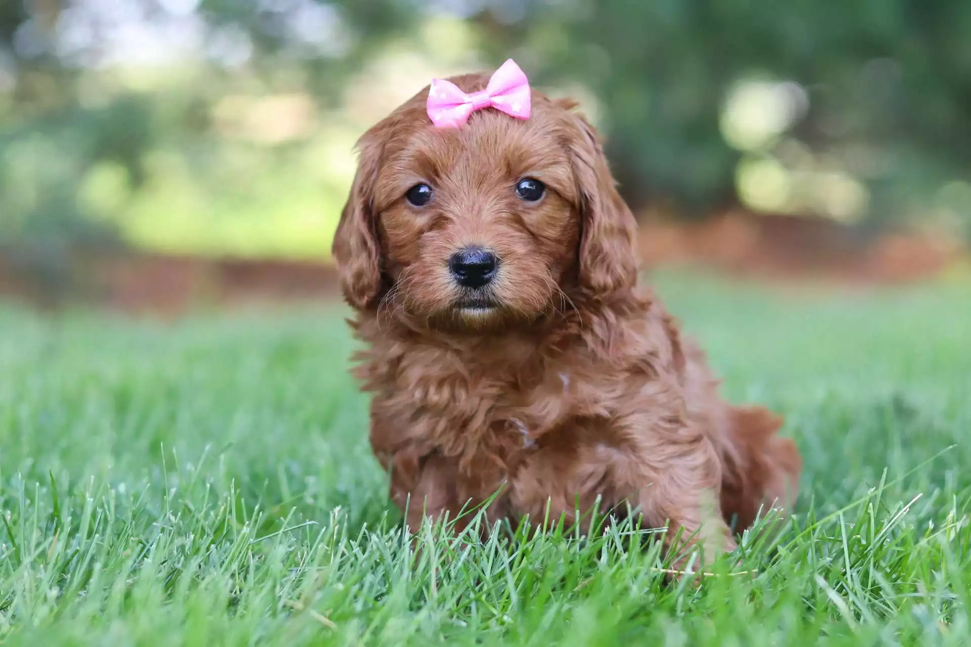 Female Goldendoodle Puppy Camellia