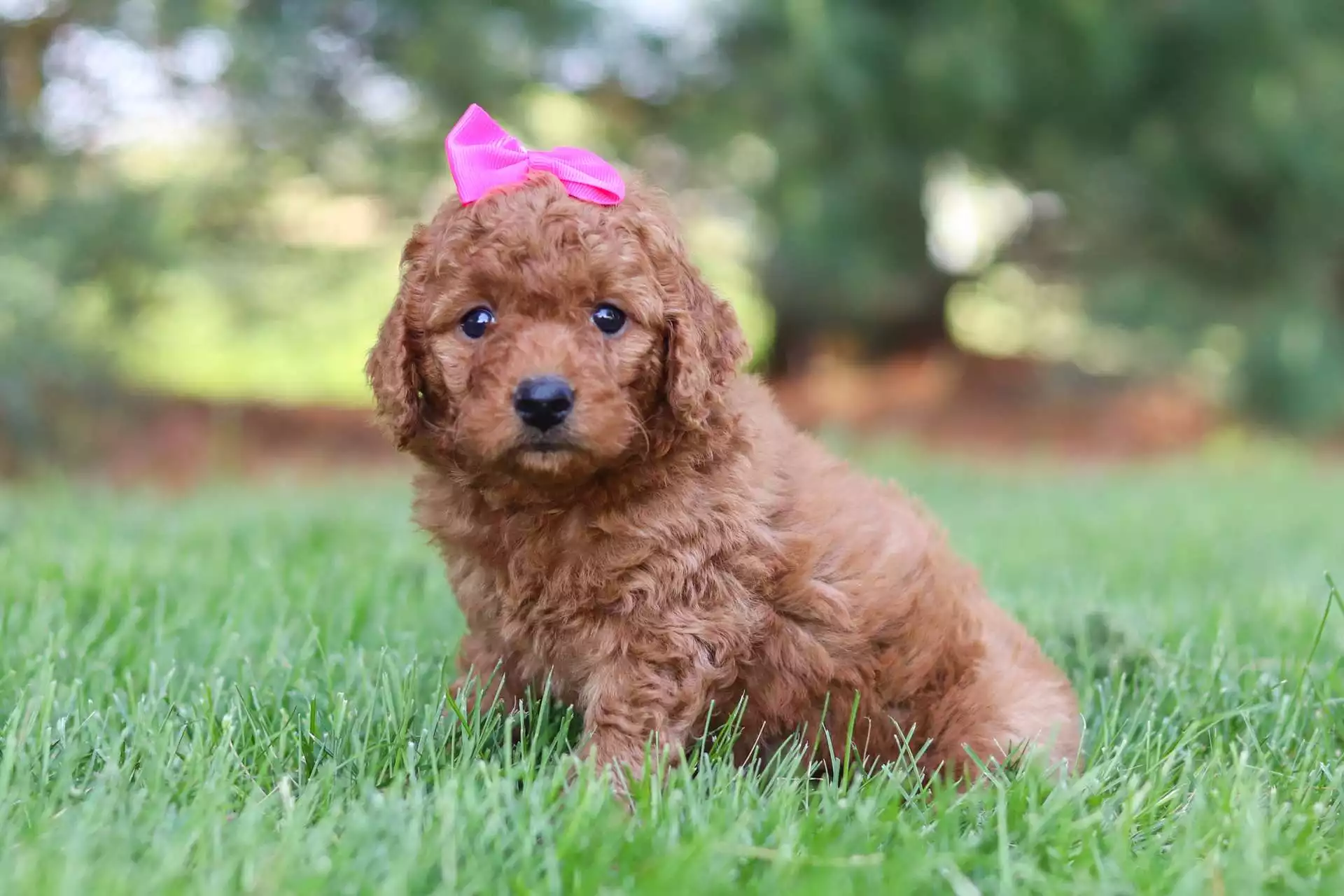 Female Goldendoodle Puppy Dahlia