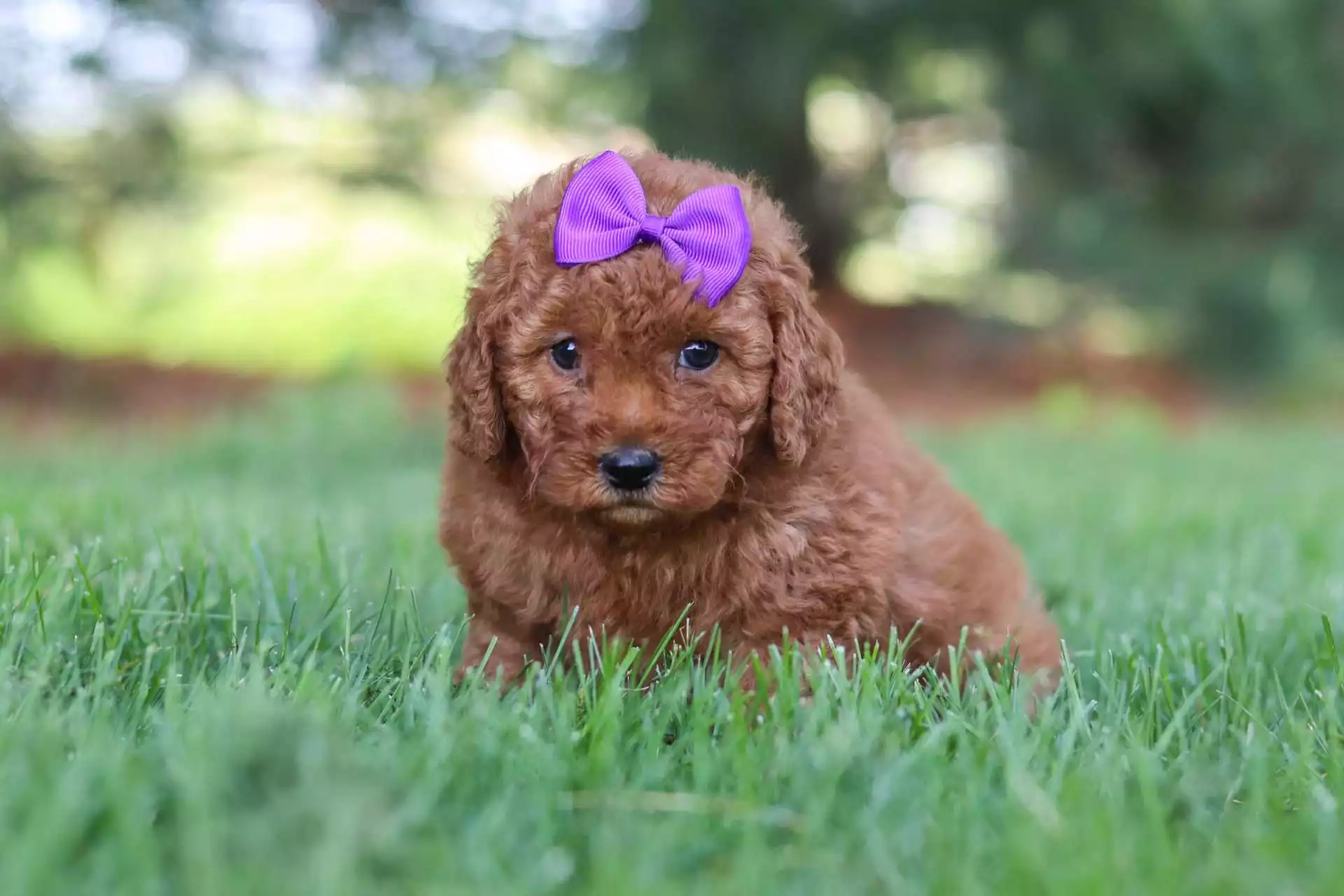 Female Goldendoodle Puppy Iris