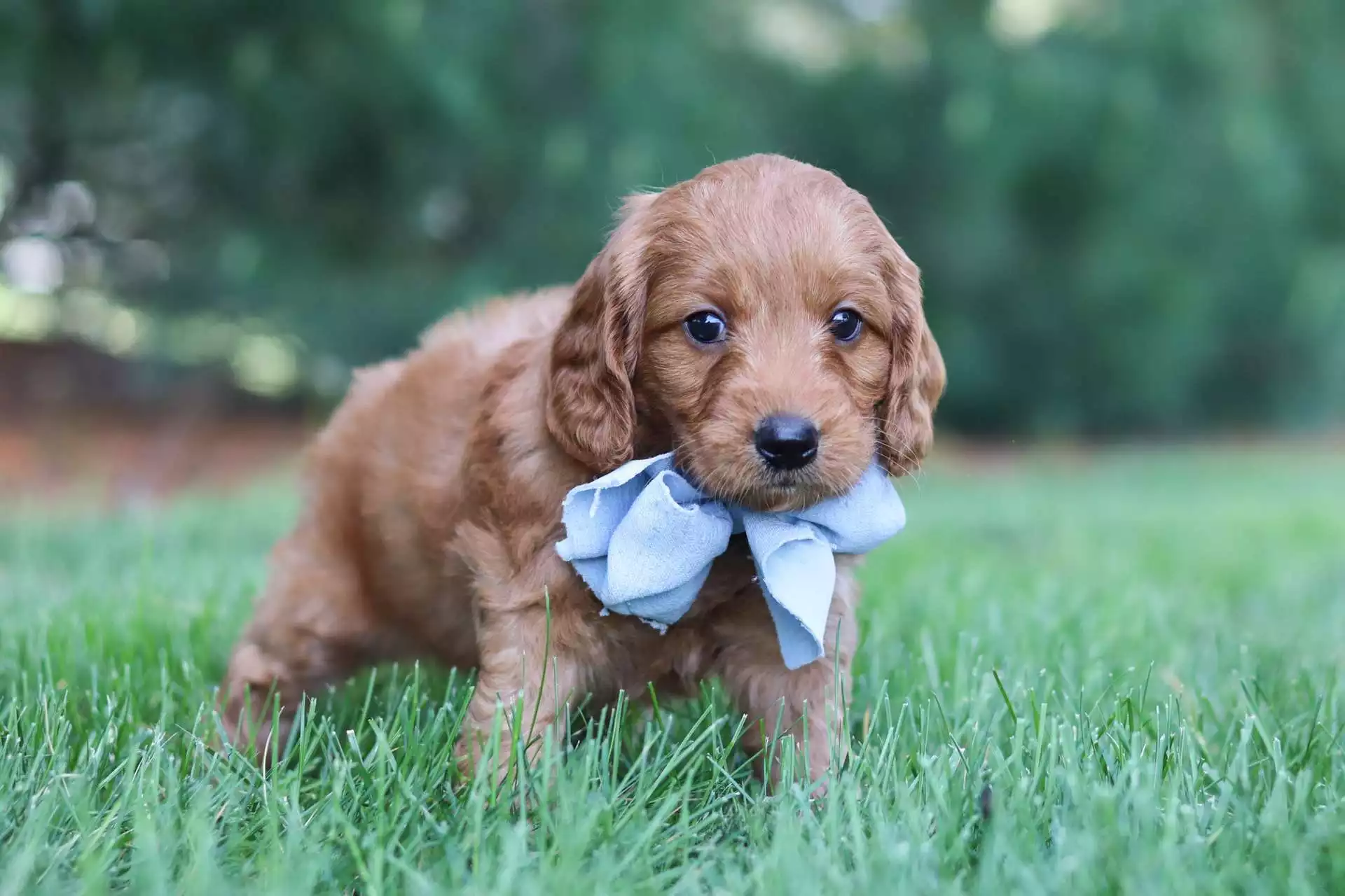 Male Goldendoodle Puppy Bud