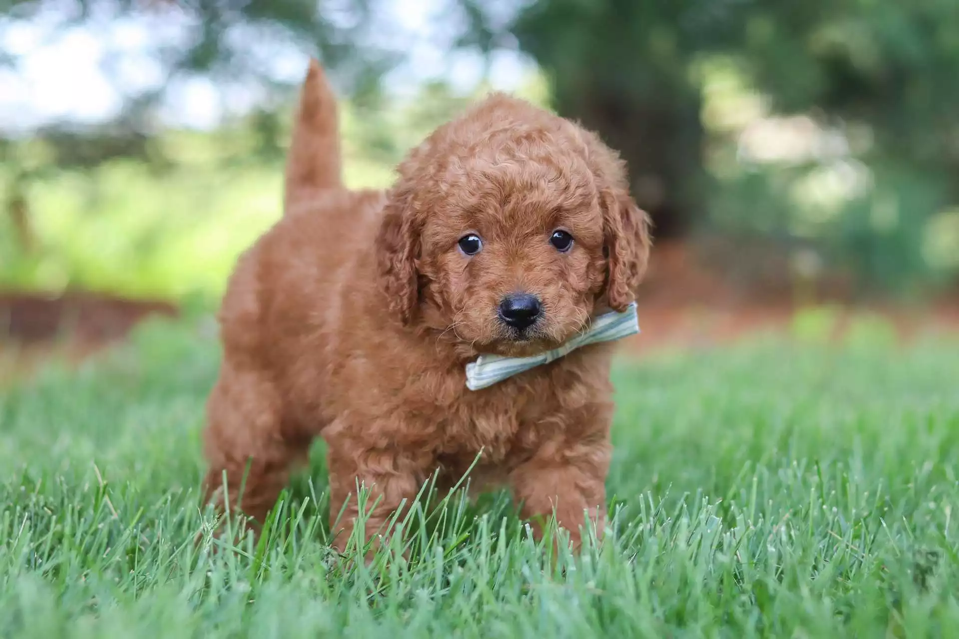 Male Goldendoodle Puppy Clover
