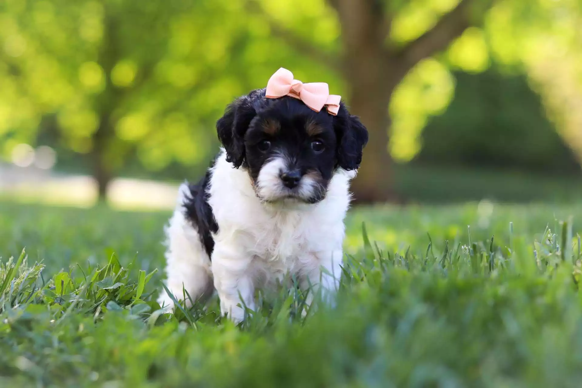 Upcoming Puppies F1 Petite Cavapoo Puppies