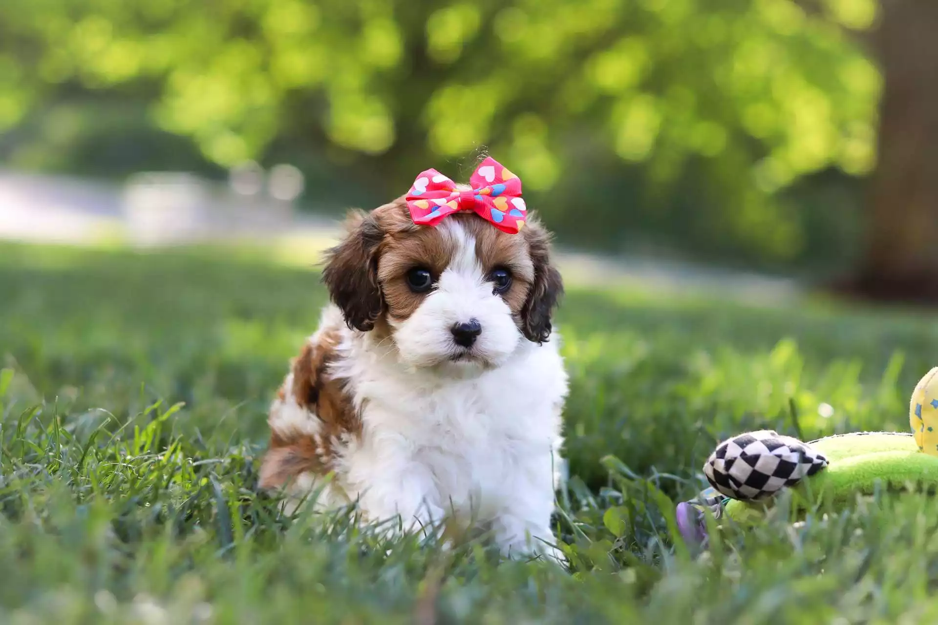 Female Cavapoo Puppy Isabel